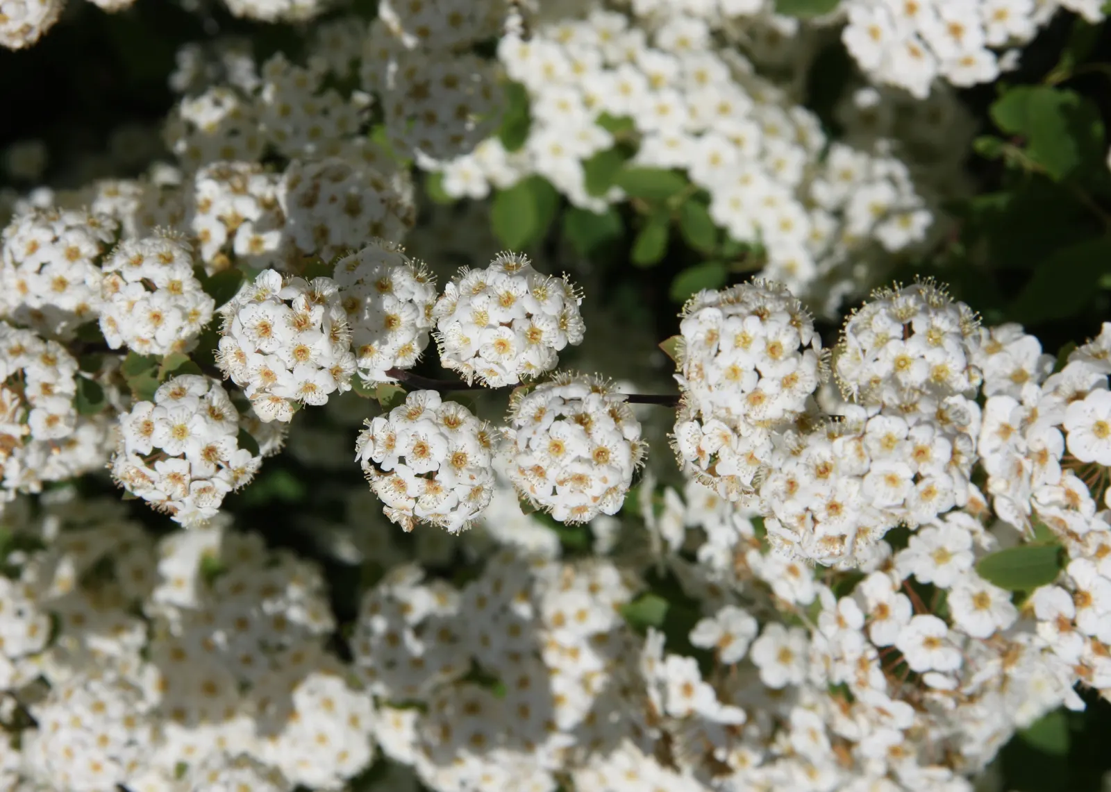 Bridal Wreath (Spiraea X Vanhouttei) — creating an effect reminiscent of a frothy; with a subtle autumn display of yellow to reddish hues, image 71