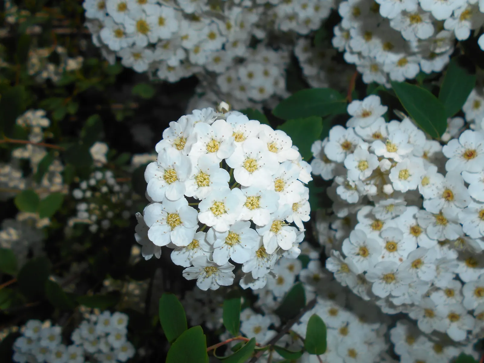Bridal Wreath (Spiraea X Vanhouttei) — double white flowers that resemble tiny wreaths - hence its common name; gardeners will appreciate Bridal, image 69