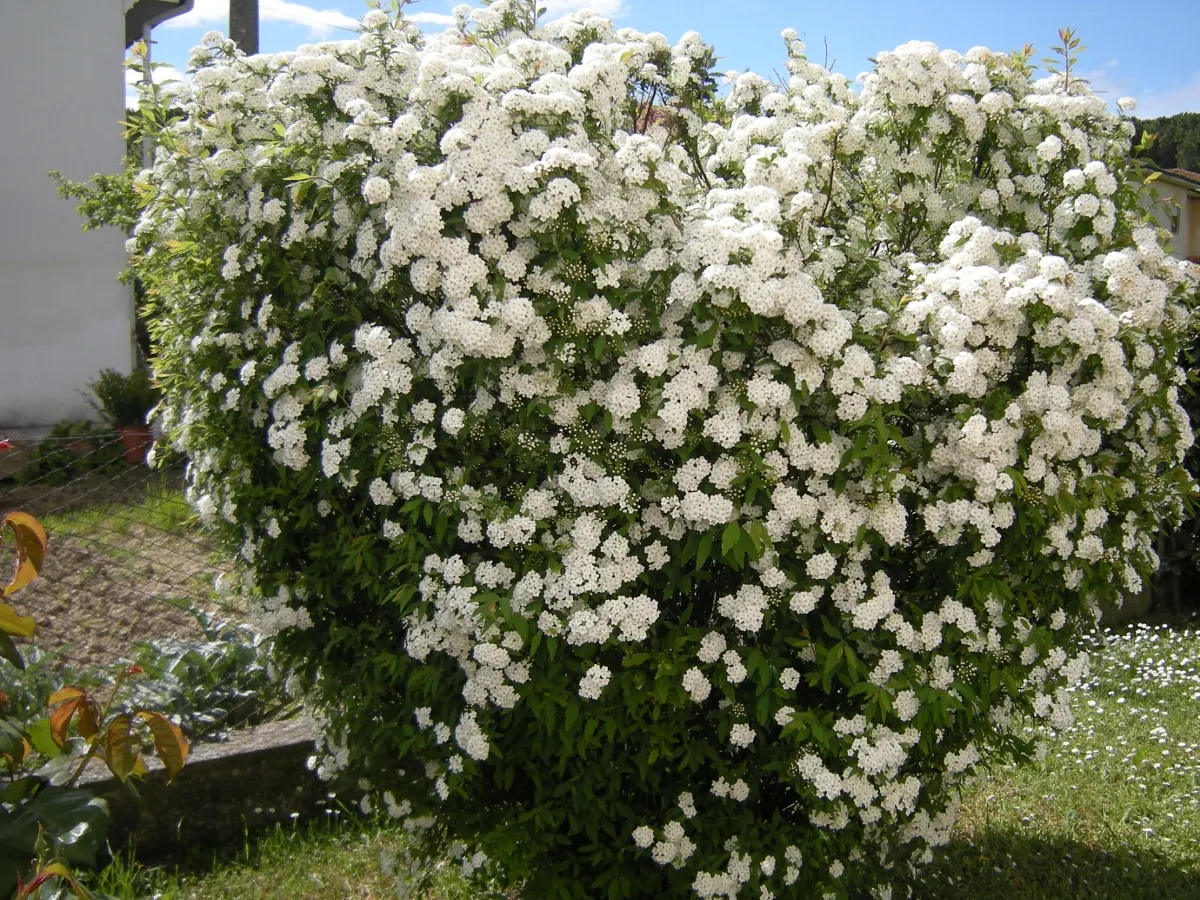 Bridal Wreath (Spiraea X Vanhouttei) — shrub for full or half; gardeners will appreciate Bridal Wreath Spirea for its easy care and captivating, image 84