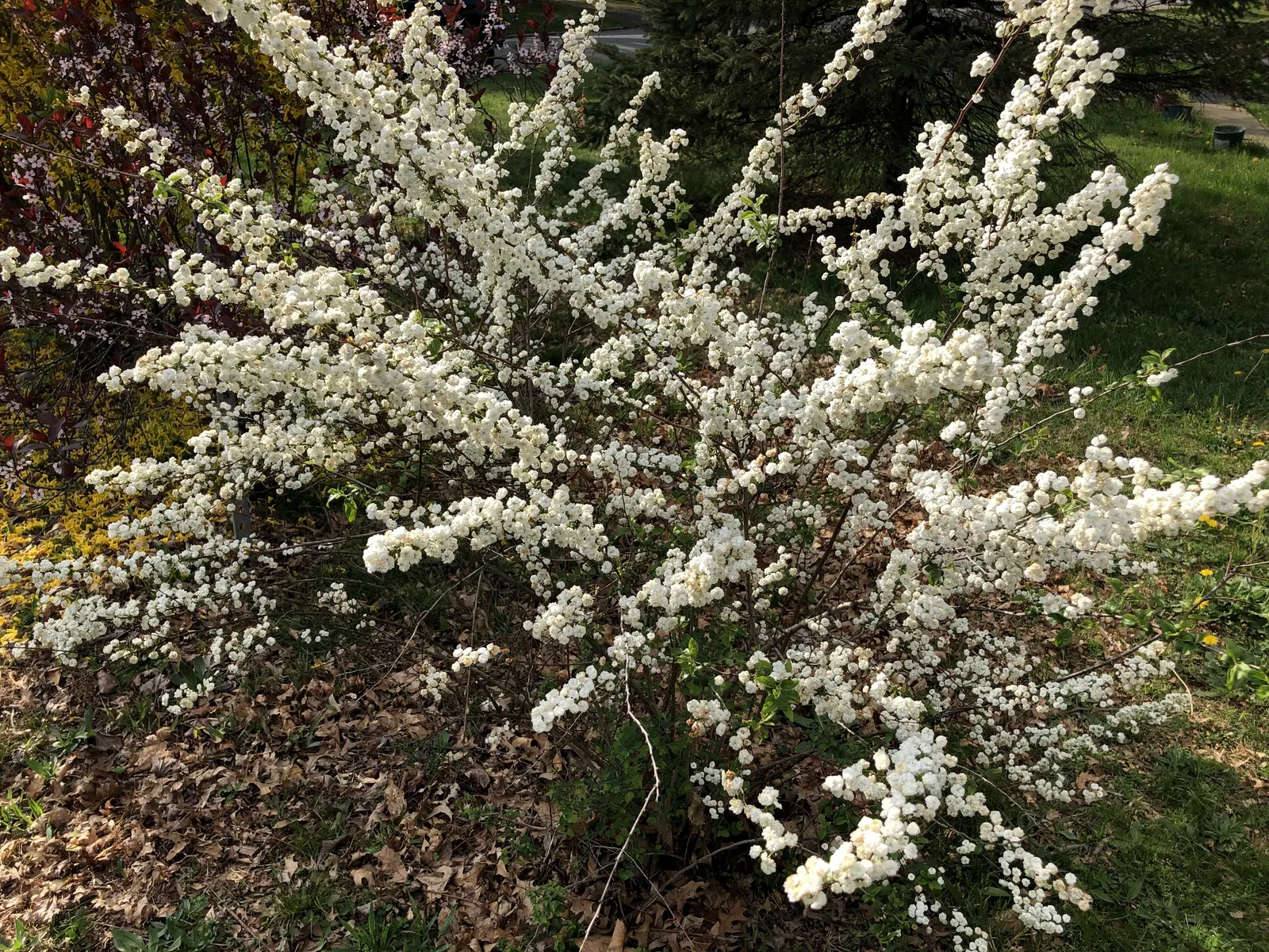 Bridal Wreath (Spiraea X Vanhouttei) — white flowers in the garden