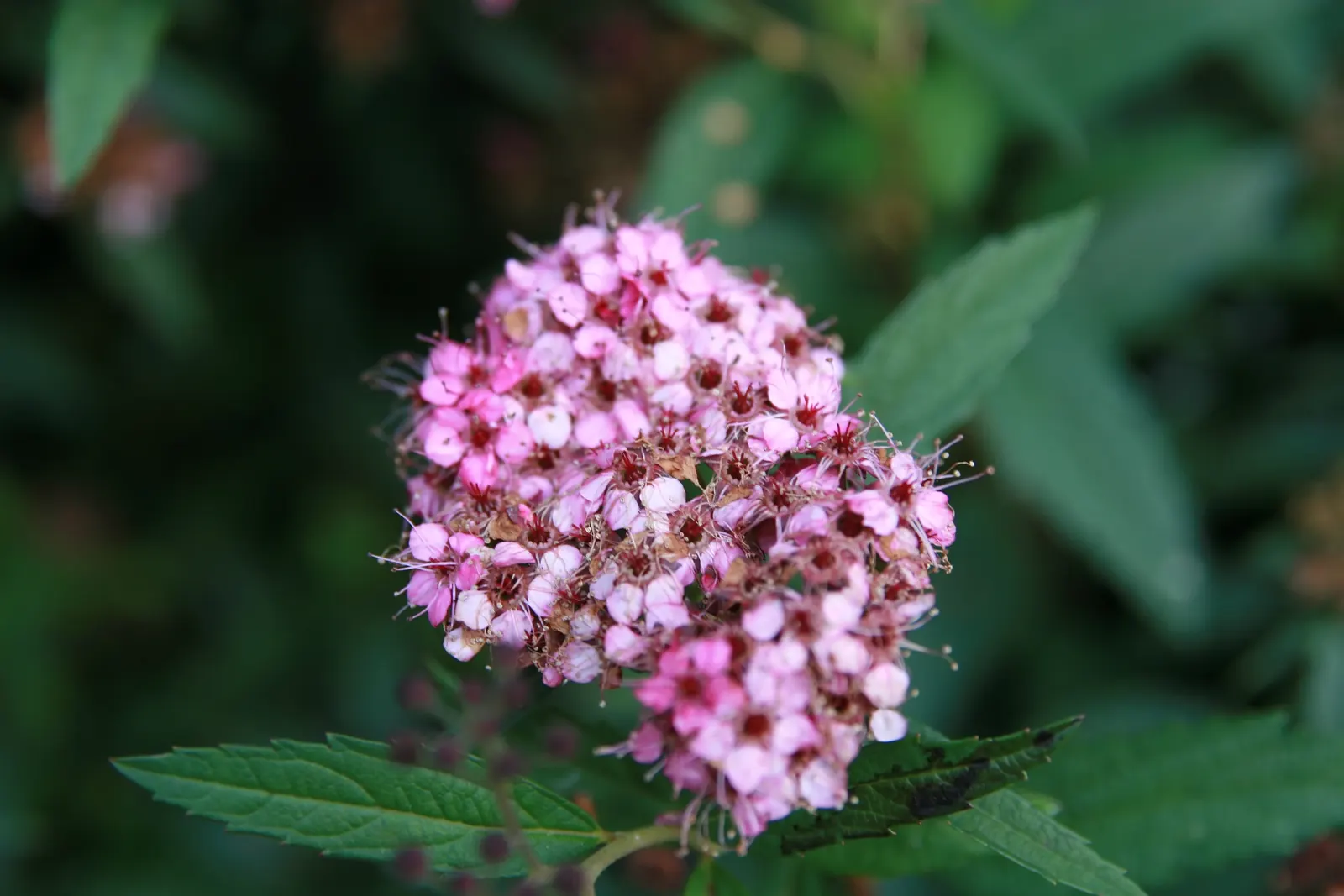 Bridal Wreath (Spiraea X Vanhouttei) — creating an effect reminiscent of a frothy