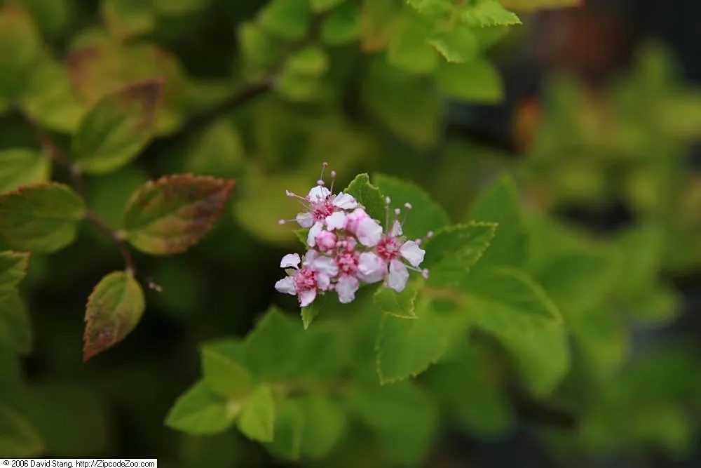 Bridal Wreath (Spiraea X Vanhouttei) — Gardeners will appreciate Bridal Wreath Spirea for its easy care and captivating presence in the landscape, image 39
