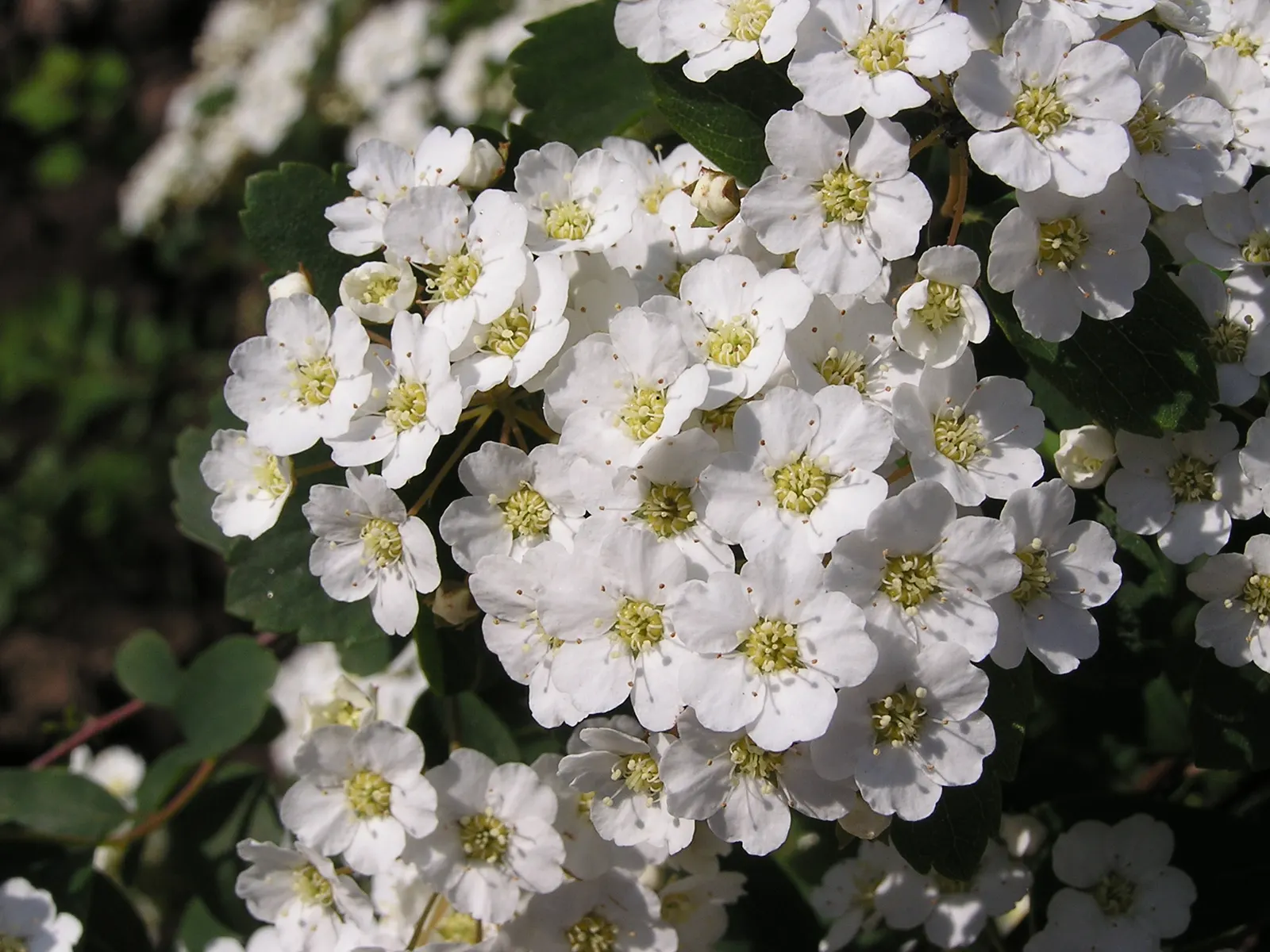 Bridal Wreath (Spiraea X Vanhouttei) — emerging as blue-green and maturing to a lighter green in summer; peak bloom occurs in late spring to early, image 73