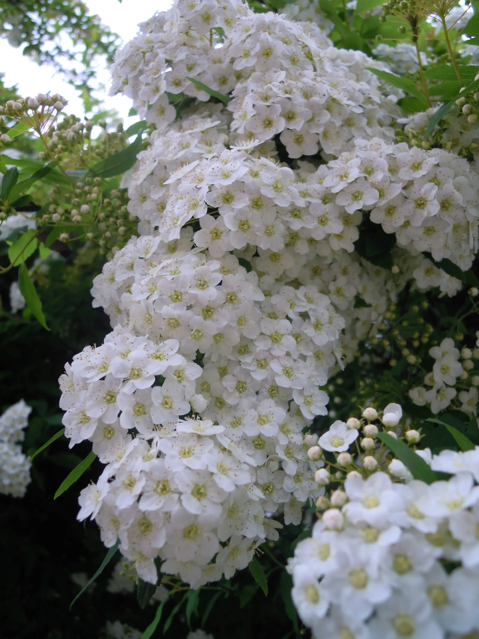 Bridal Wreath (Spiraea X Vanhouttei) — Leaves are sharply serrated; gardeners will appreciate Bridal Wreath Spirea for its easy care and, image 75