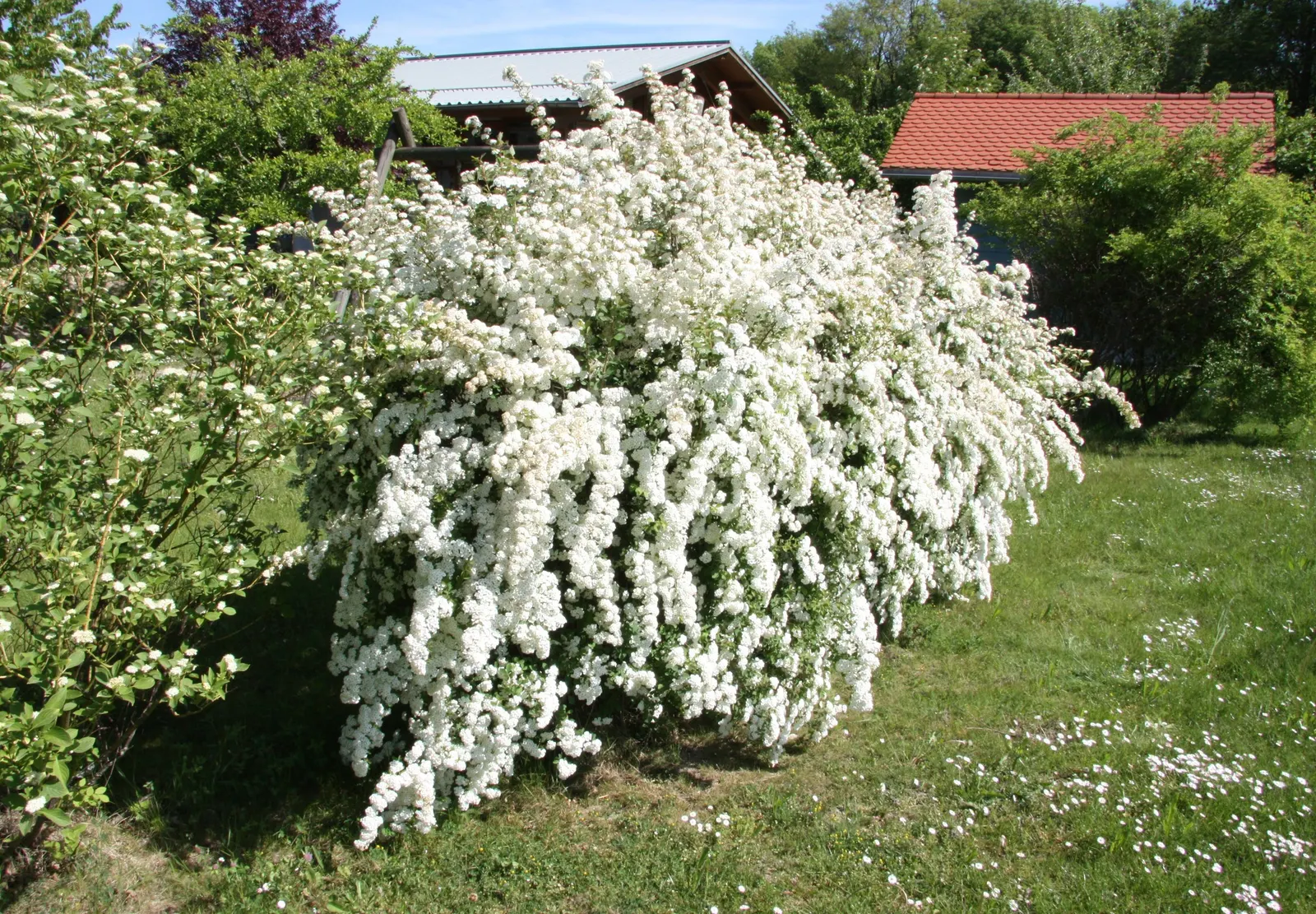 Bridal Wreath (Spiraea X Vanhouttei) — with a subtle autumn display of yellow to reddish hues, image 74