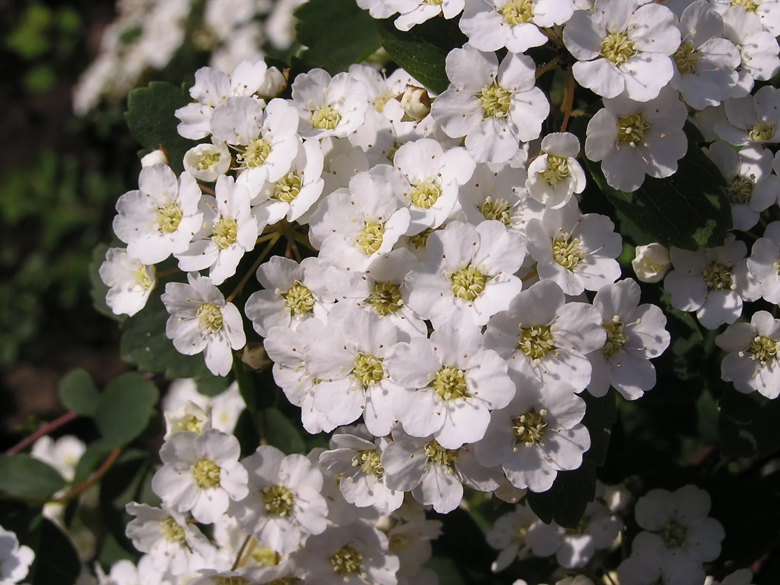 Bridal Wreath (Spiraea X Vanhouttei) — the Spiraea x vanhouttei should be planted in full sun to partial shade in well-drained soil; with a subtle, image 56