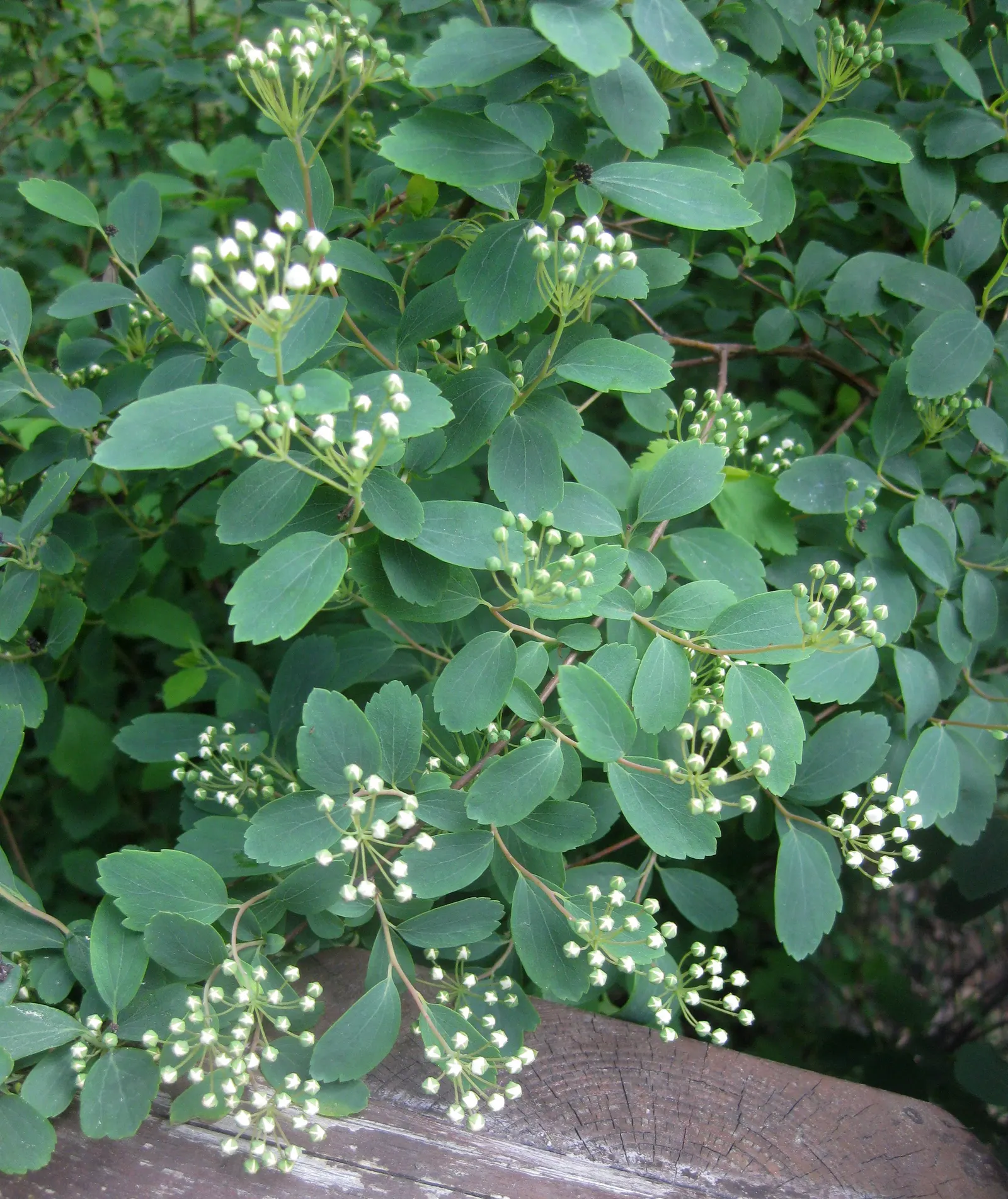 Bridal Wreath (Spiraea X Vanhouttei) — This deciduous shrub reaches 5-8 feet in height with a similar spread, presenting a fountain-like form; peak, image 85