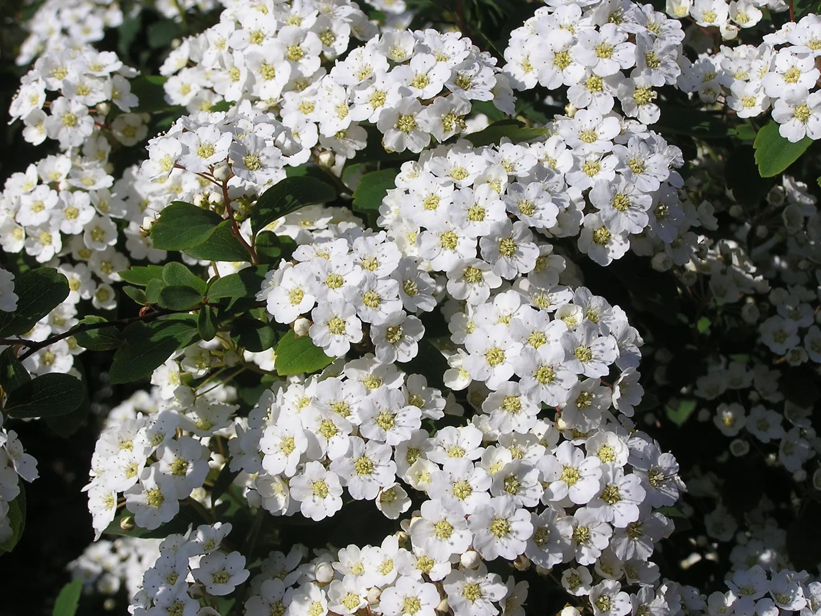 Bridal Wreath (Spiraea X Vanhouttei) — it is drought tolerant once established and can thrive in USDA zones 3 to 8; peak bloom occurs in late, image 79