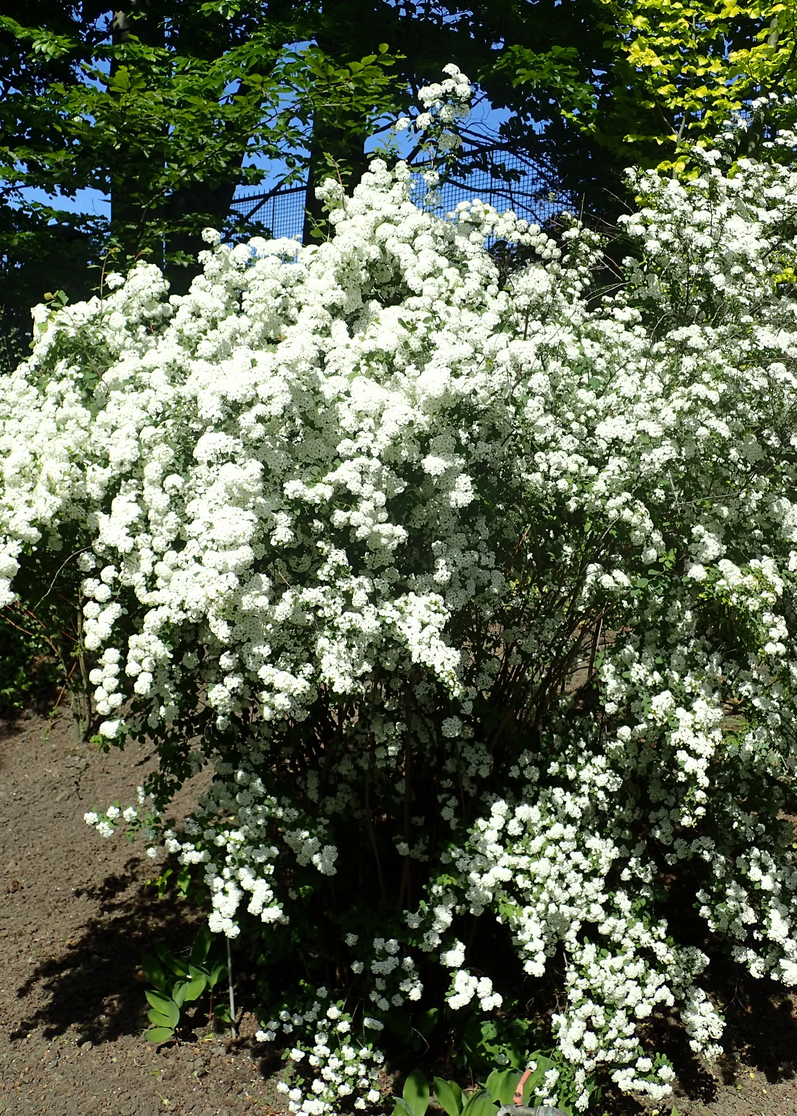 Bridal Wreath (Spiraea X Vanhouttei) — white flowers in the garden; peak bloom occurs in late spring to early summer, image 82