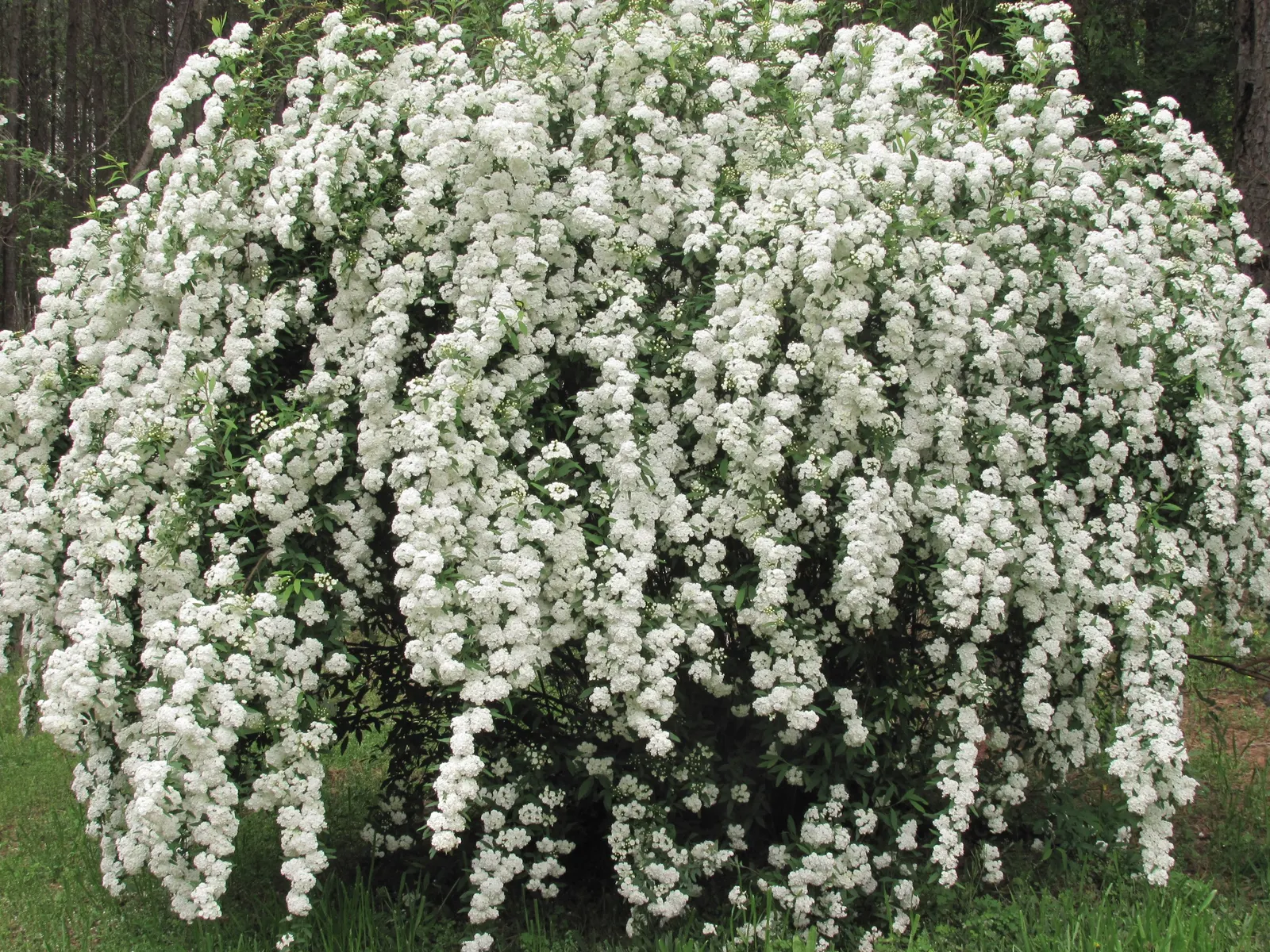 Bridal Wreath (Spiraea X Vanhouttei) — Leaves are sharply serrated