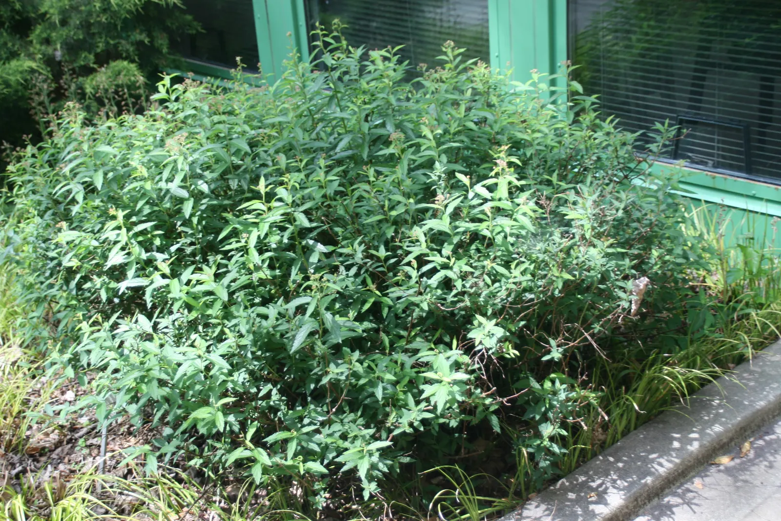 Bridal Wreath (Spiraea X Vanhouttei) — shrub for full or half; gardeners will appreciate Bridal Wreath Spirea for its easy care and captivating presence in the