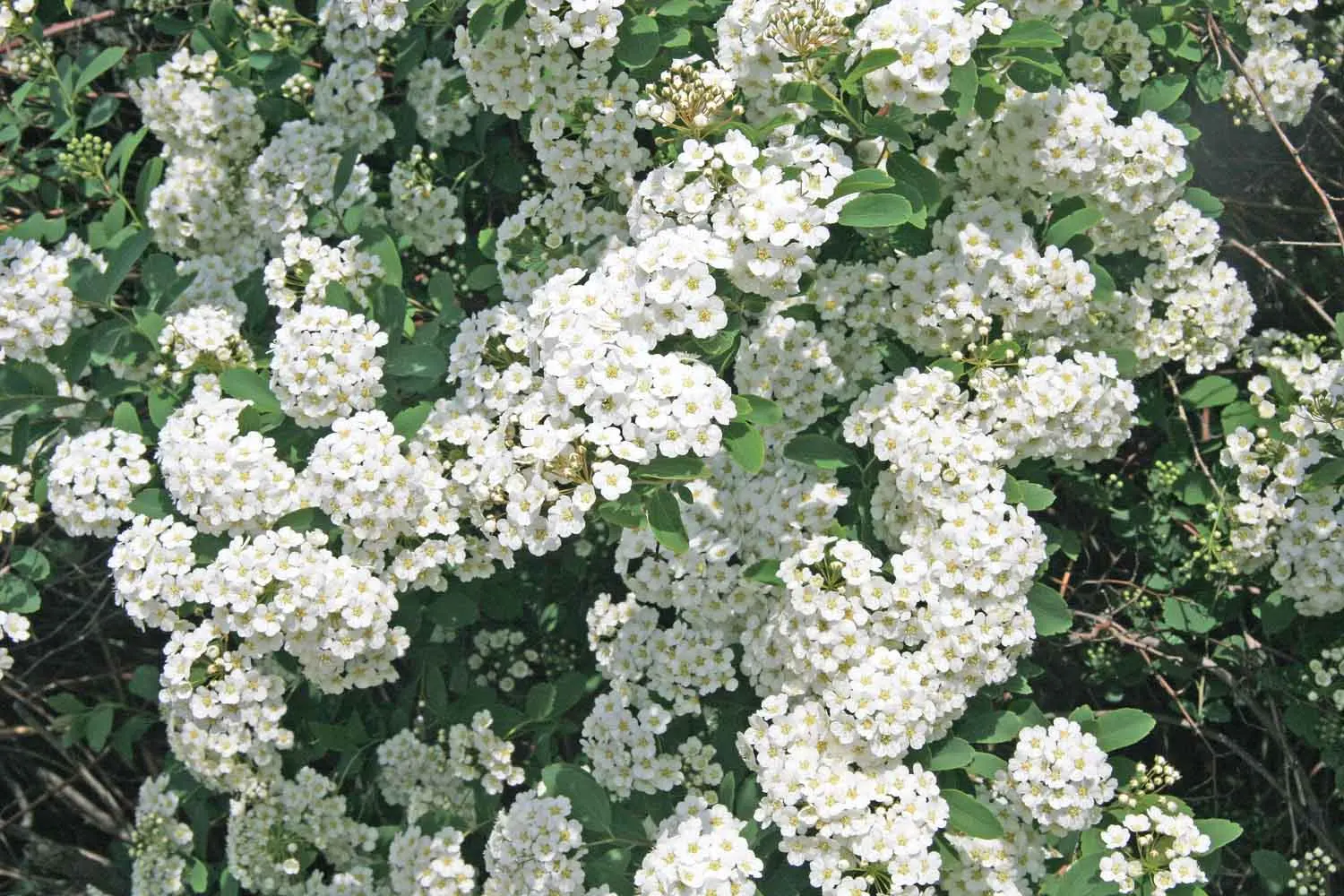Bridal Wreath (Spiraea X Vanhouttei) — Its low maintenance and drought tolerance make it an exemplary choice for borders or as a stand-alone, image 66