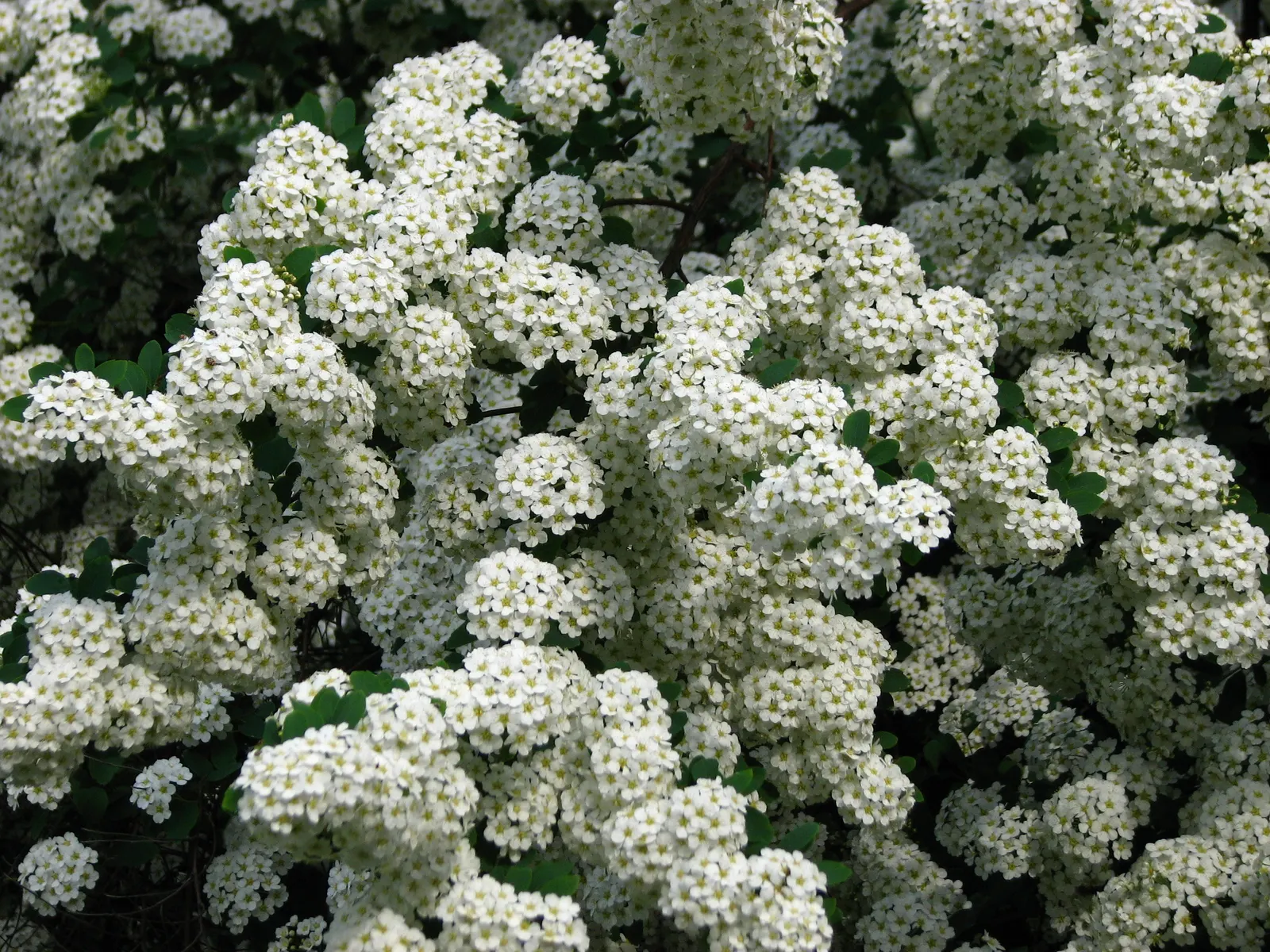 Bridal Wreath (Spiraea X Vanhouttei) — and requires minimal maintenance; gardeners will appreciate Bridal Wreath Spirea for its easy care and, image 57