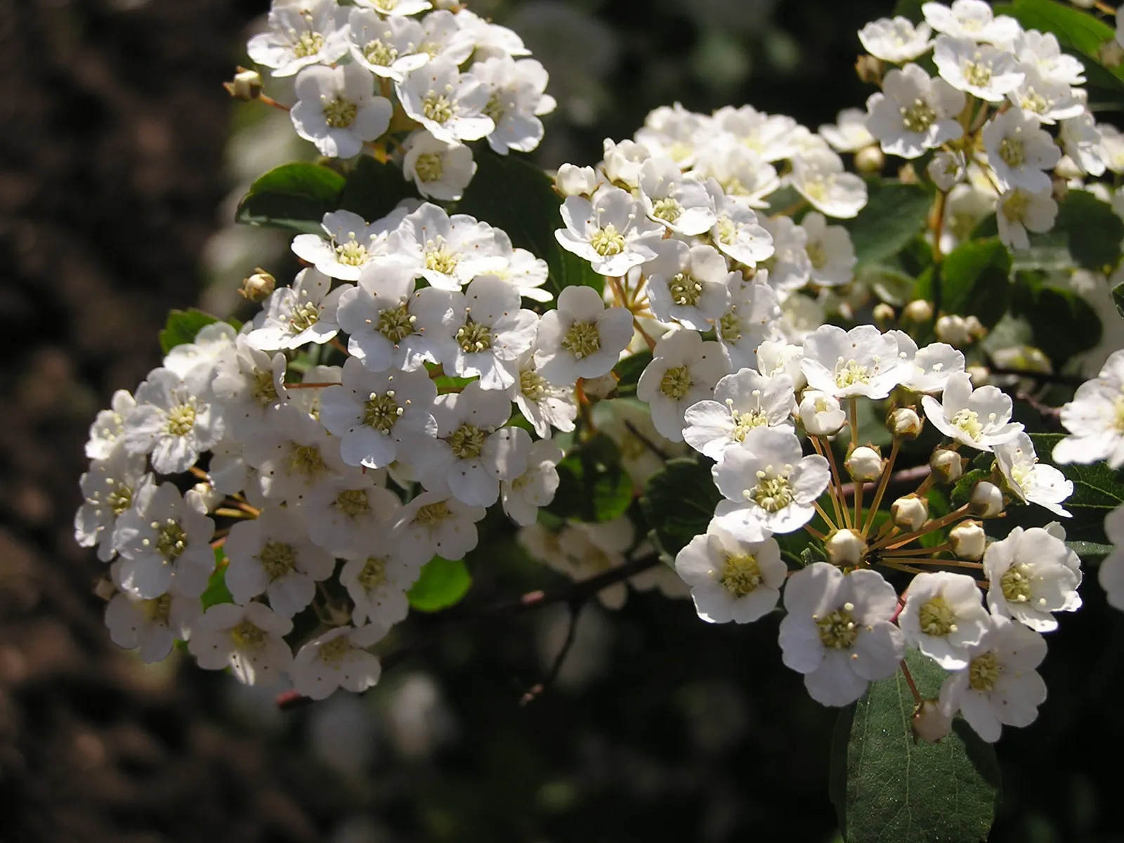 Bridal Wreath (Spiraea X Vanhouttei) — Preferring full sun to partial shade, it flourishes in zones 3-8; with a subtle autumn display of yellow to, image 86