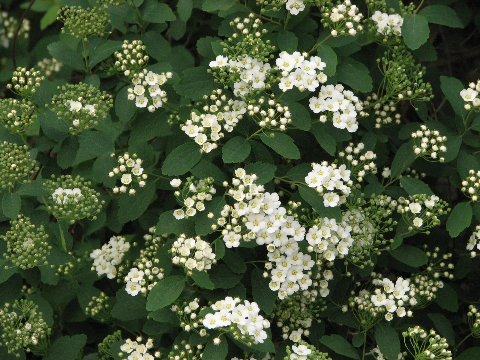 Bridal Wreath (Spiraea X Vanhouttei) — Gardeners will appreciate Bridal Wreath Spirea for its easy care and captivating presence in the landscape, image 81