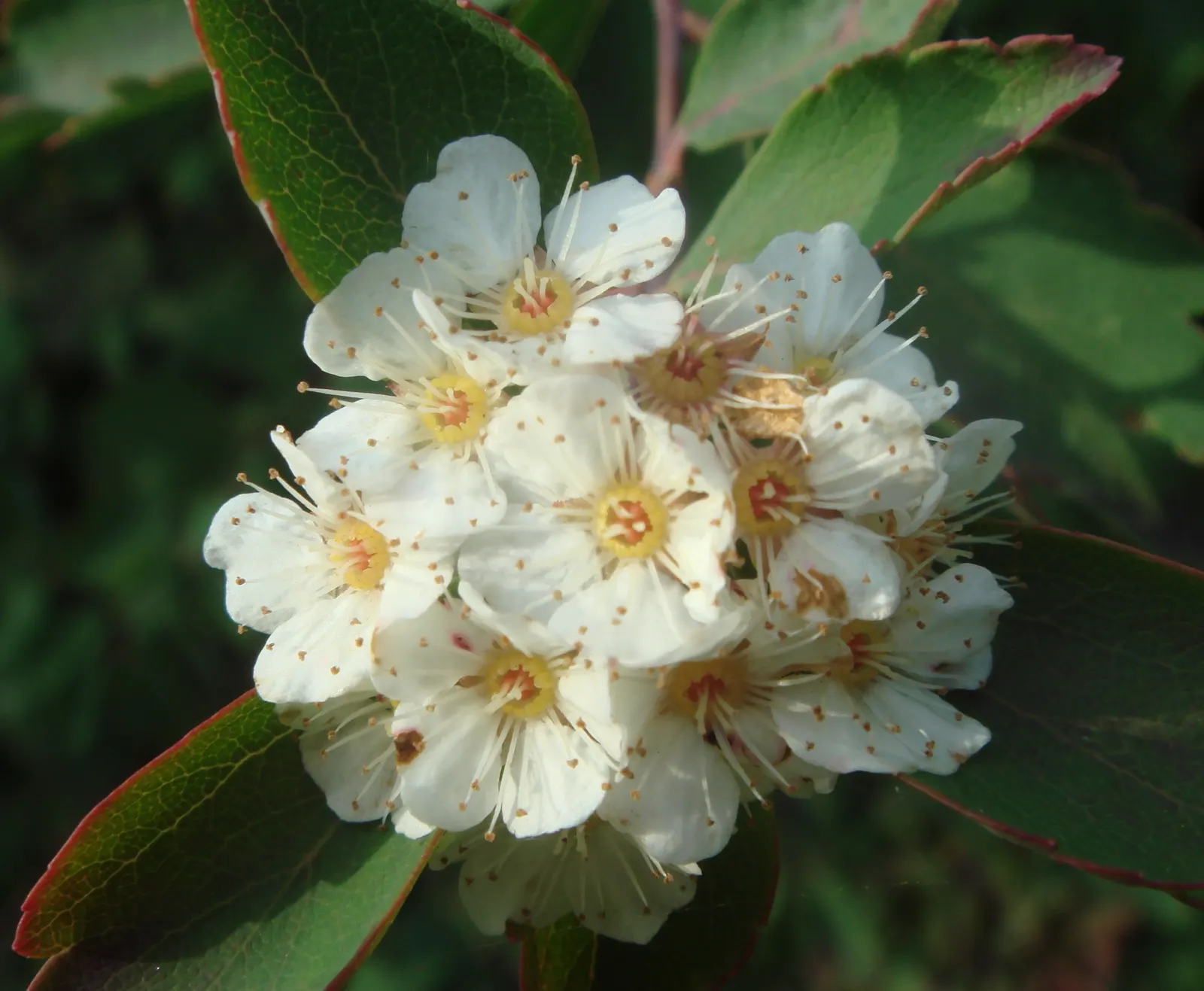 Bridal Wreath (Spiraea X Vanhouttei) — adding fine textural contrast to the landscape.<br><br>For optimal blooming; peak bloom occurs in late, image 76