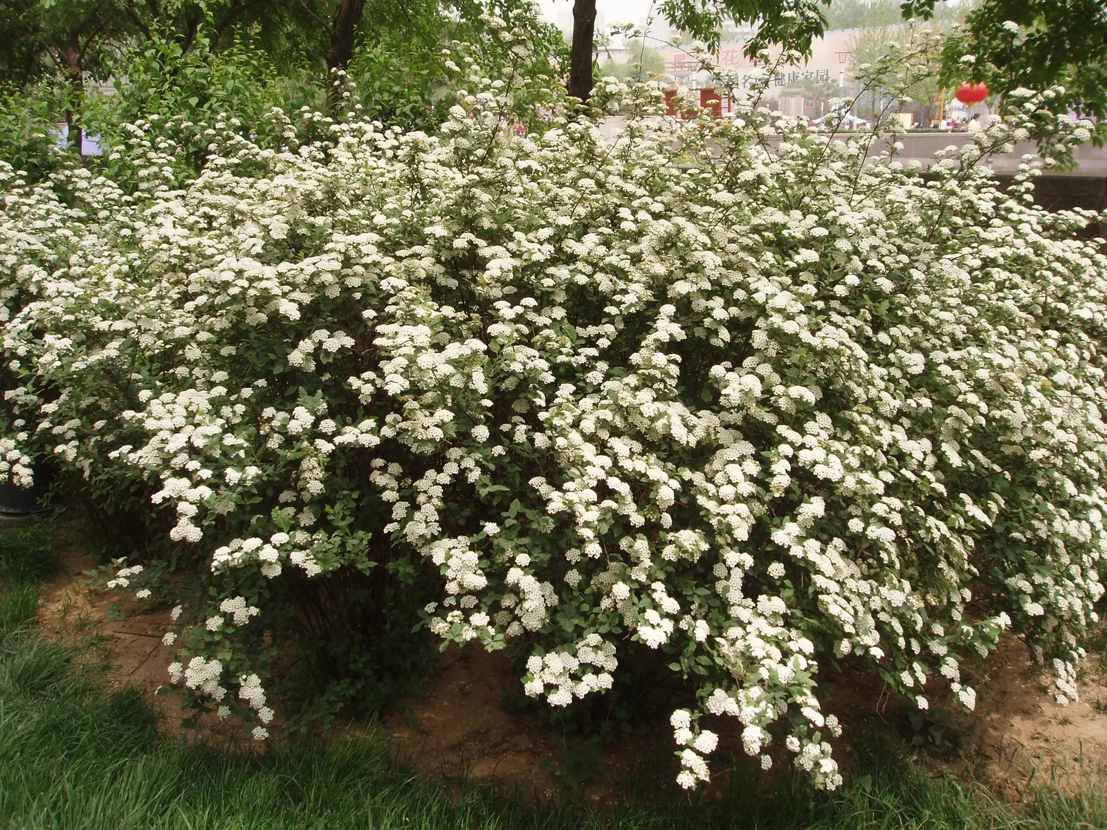 Bridal Wreath (Spiraea X Vanhouttei) — double white flowers that resemble tiny wreaths - hence its common name; gardeners will appreciate Bridal, image 48
