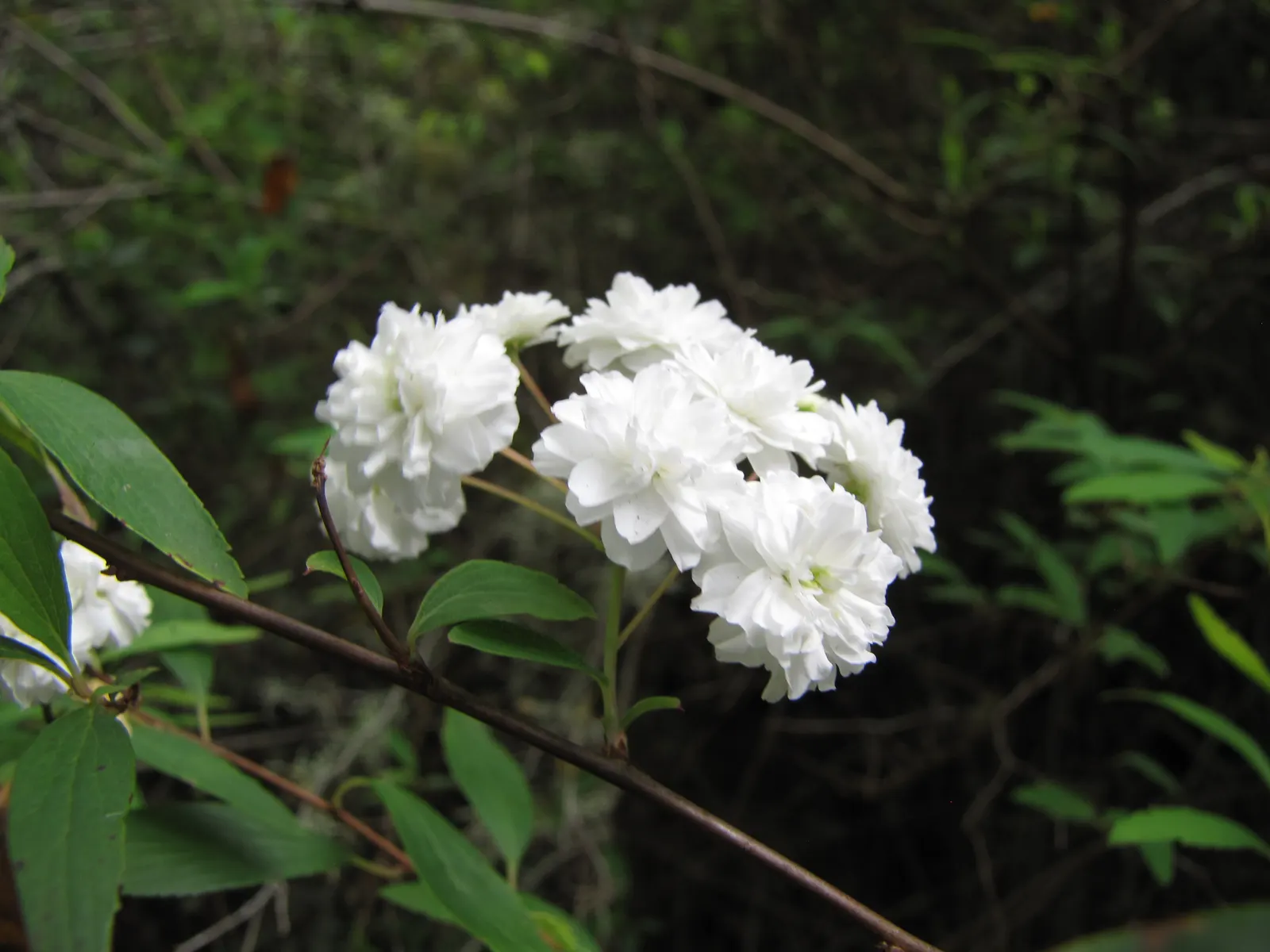 Bridal Wreath (Spiraea X Vanhouttei) — With a rapid growth rate, it can serve as a vibrant privacy screen or windbreak when planted in rows