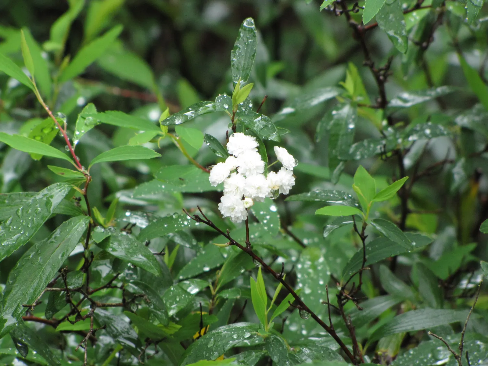 Bridal Wreath (Spiraea X Vanhouttei) — it is drought tolerant once established and can thrive in USDA zones 3 to 8