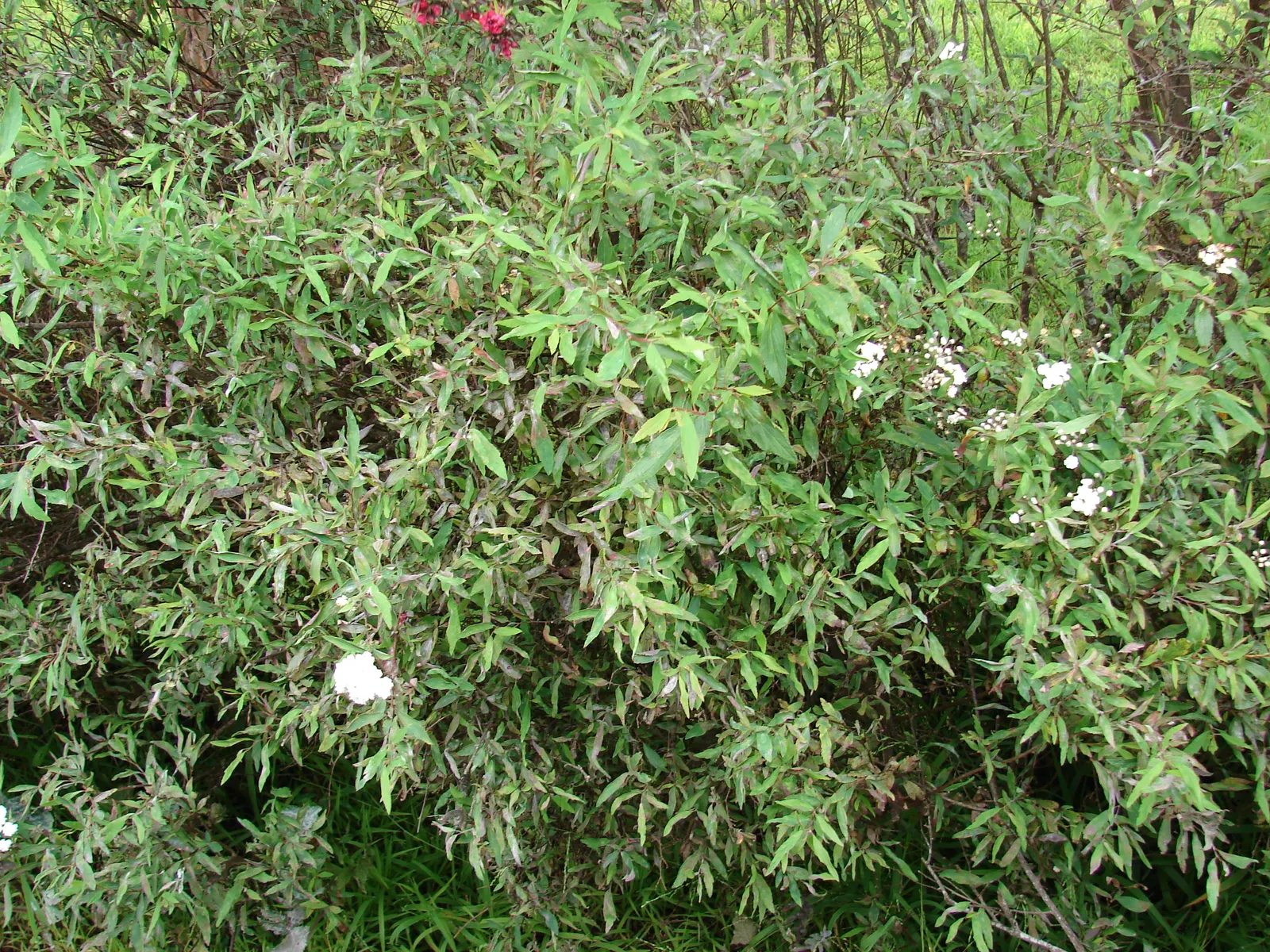 Bridal Wreath (Spiraea X Vanhouttei) — this hybrid species typically reaches heights of 5 to 8 feet with a similar spread; with a subtle autumn display of