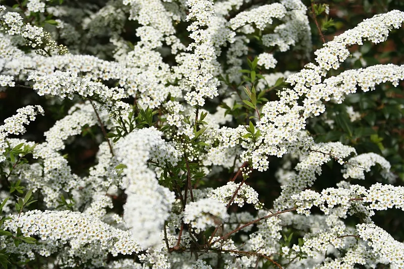 Bridal Wreath (Spiraea X Vanhouttei) — emerging as blue-green and maturing to a lighter green in summer; peak bloom occurs in late spring to early summer