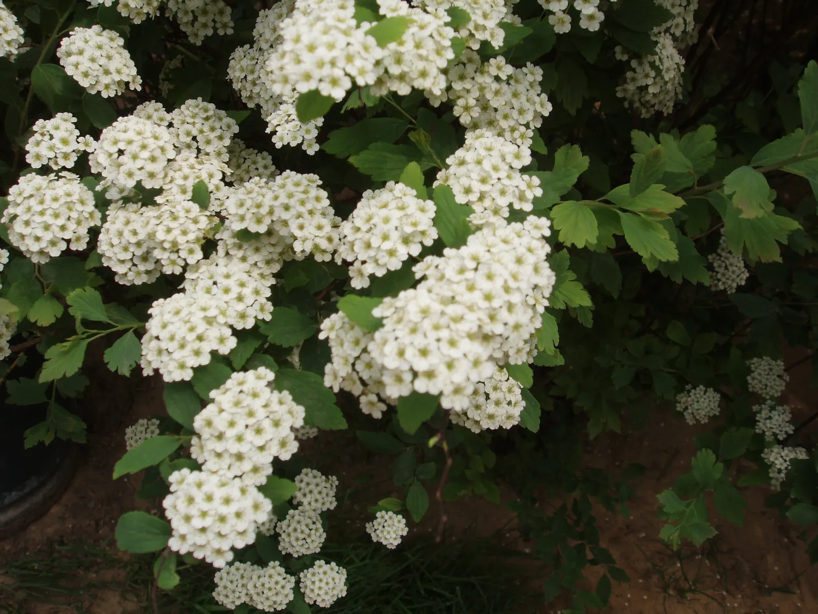 Bridal Wreath (Spiraea X Vanhouttei) — Peak bloom occurs in late spring to early summer, image 46