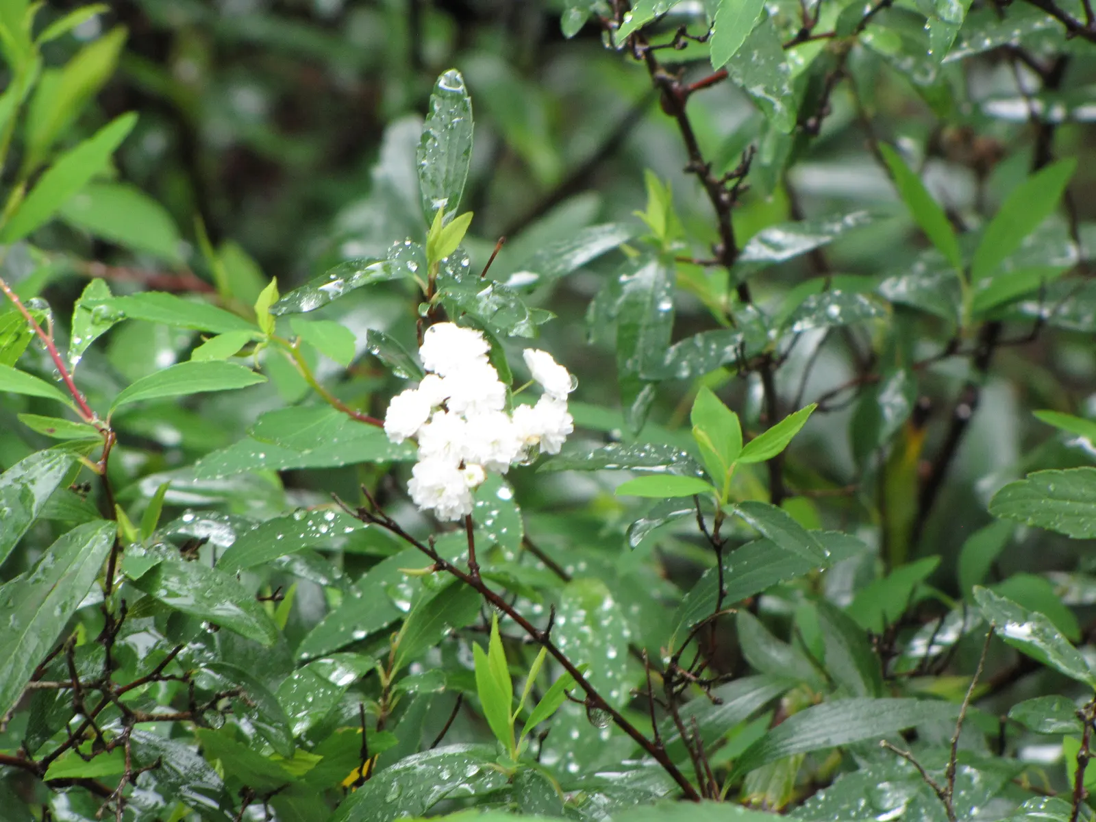 Bridal Wreath (Spiraea X Vanhouttei) — Gardeners will appreciate Bridal Wreath Spirea for its easy care and captivating presence in the landscape