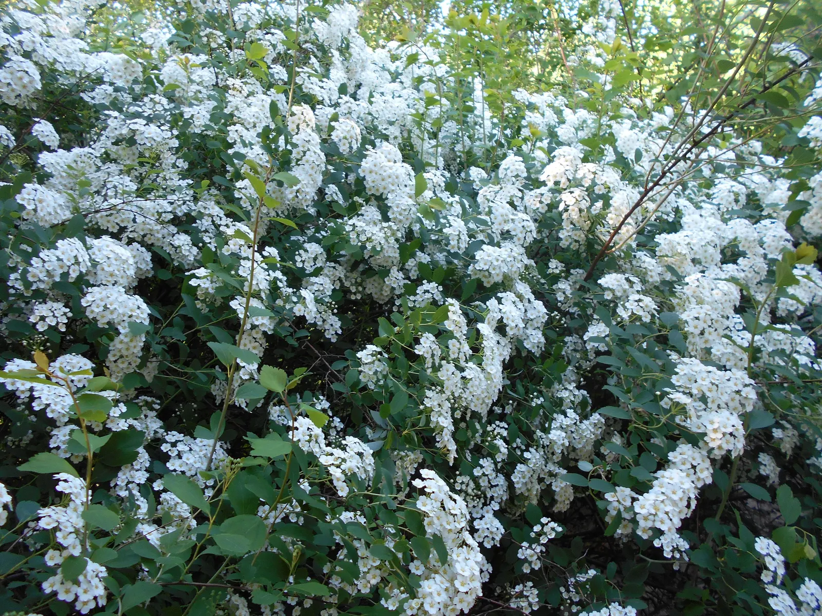 Bridal Wreath (Spiraea X Vanhouttei) — Preferring full sun to partial shade, it flourishes in zones 3-8; with a subtle autumn display of yellow to, image 44