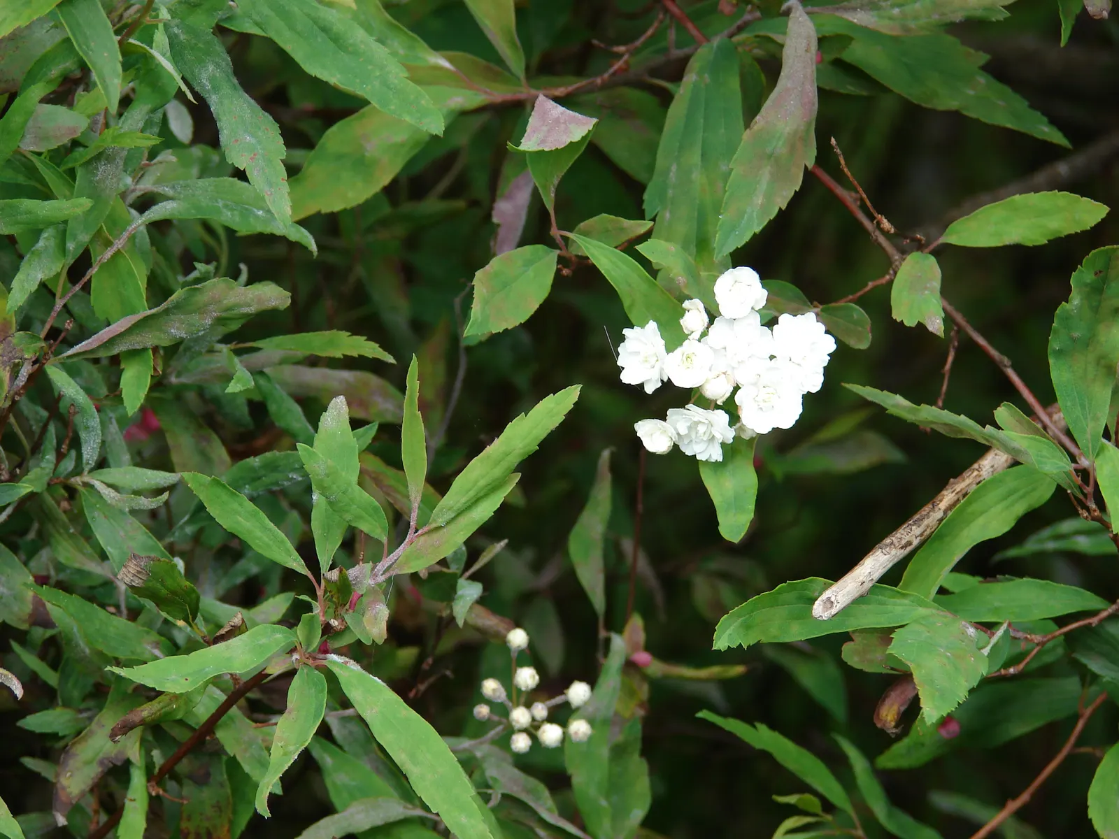 Bridal Wreath (Spiraea X Vanhouttei) — shrub for full or half