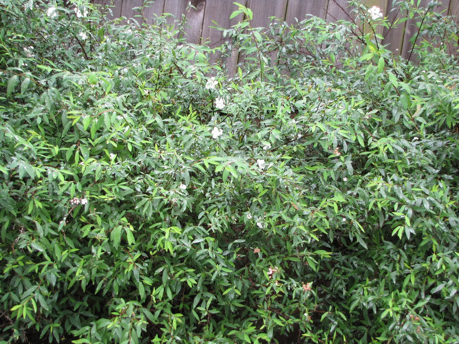Bridal Wreath (Spiraea X Vanhouttei) — adding fine textural contrast to the landscape.<br><br>For optimal blooming
