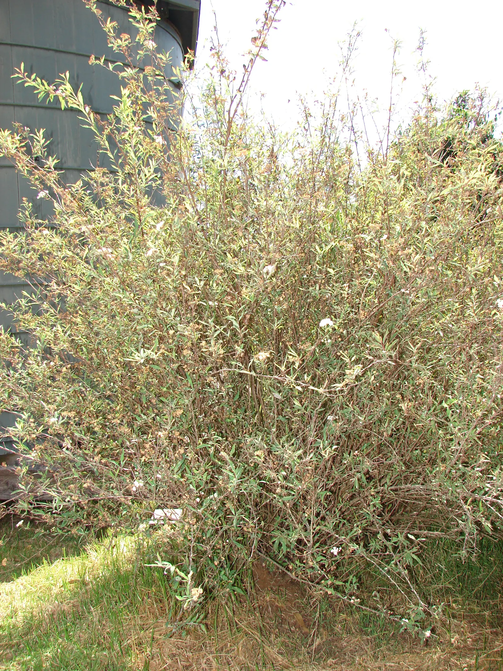Bridal Wreath (Spiraea X Vanhouttei) — shrub with white blooms