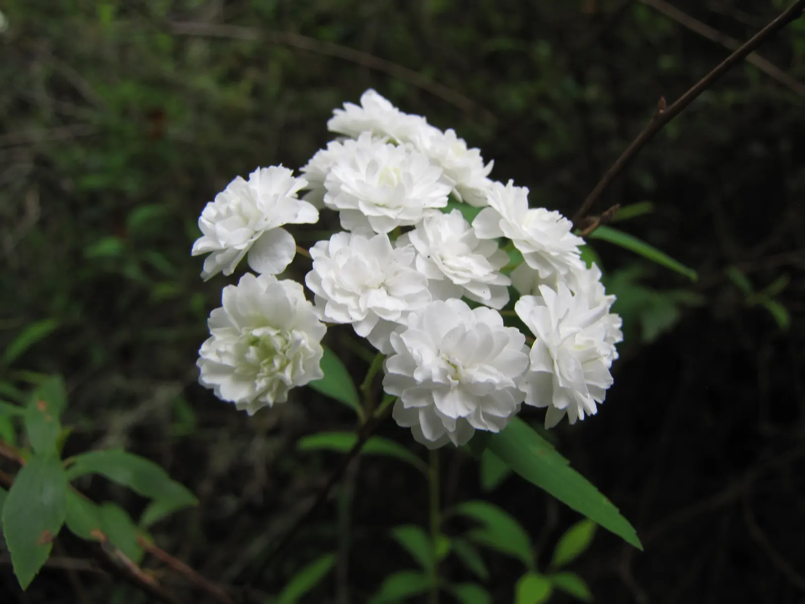 Bridal Wreath (Spiraea X Vanhouttei) — This deciduous shrub reaches 5-8 feet in height with a similar spread, presenting a fountain-like form; peak bloom