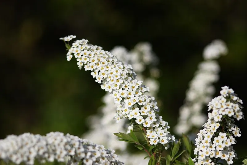 Bridal Wreath (Spiraea X Vanhouttei) — usually in late April to May; gardeners will appreciate Bridal Wreath Spirea for its easy care and captivating presence