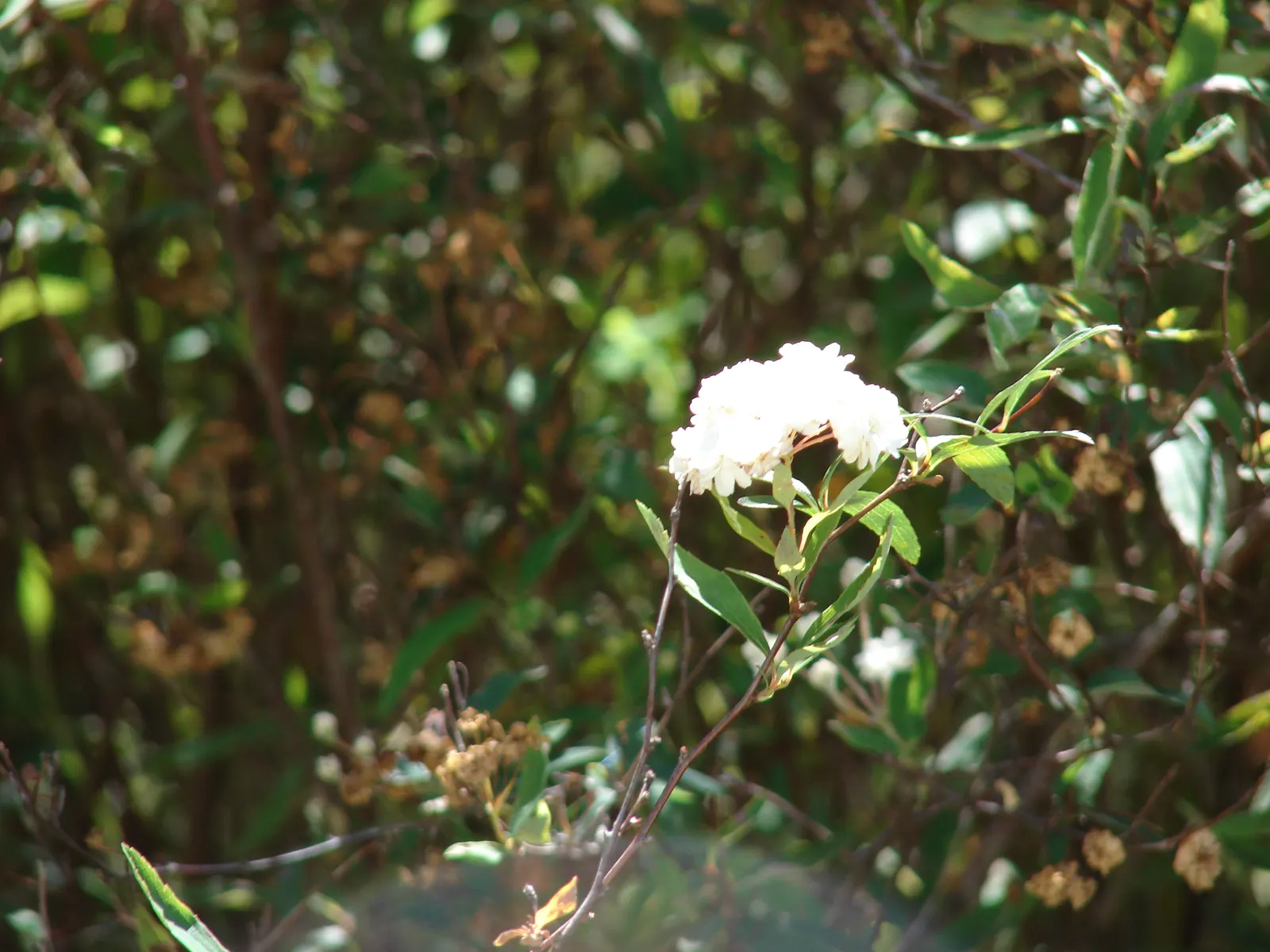 Bridal Wreath (Spiraea X Vanhouttei) — Peak bloom occurs in late spring to early summer, image 25