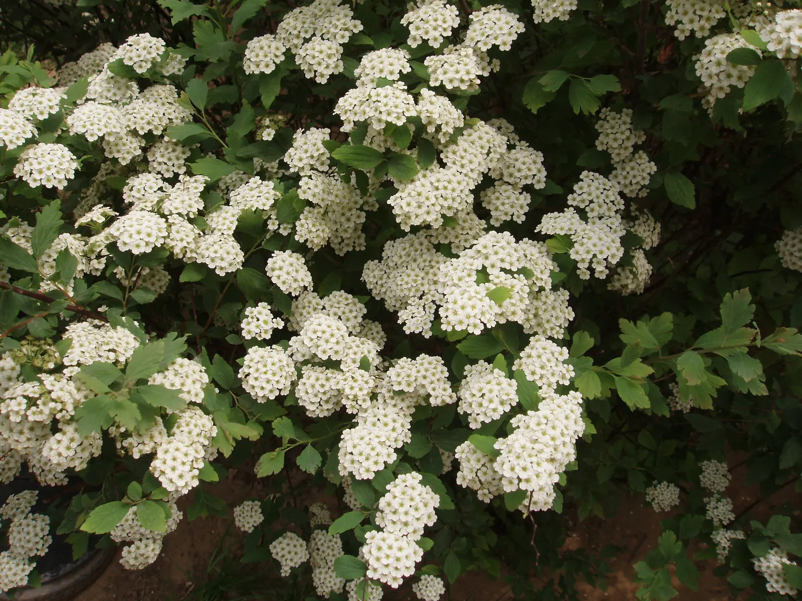 Bridal Wreath (Spiraea X Vanhouttei) — Its low maintenance and drought tolerance make it an exemplary choice for borders or as a stand-alone, image 45