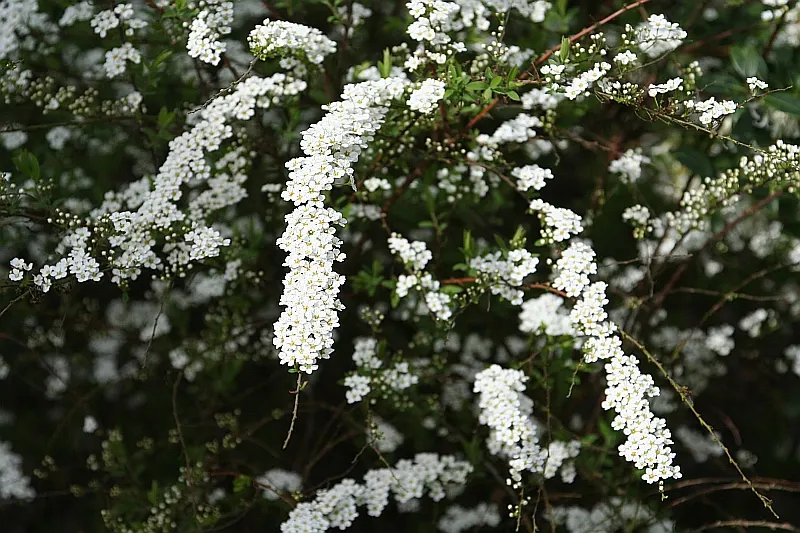 Bridal Wreath (Spiraea X Vanhouttei) — with a subtle autumn display of yellow to reddish hues, image 32