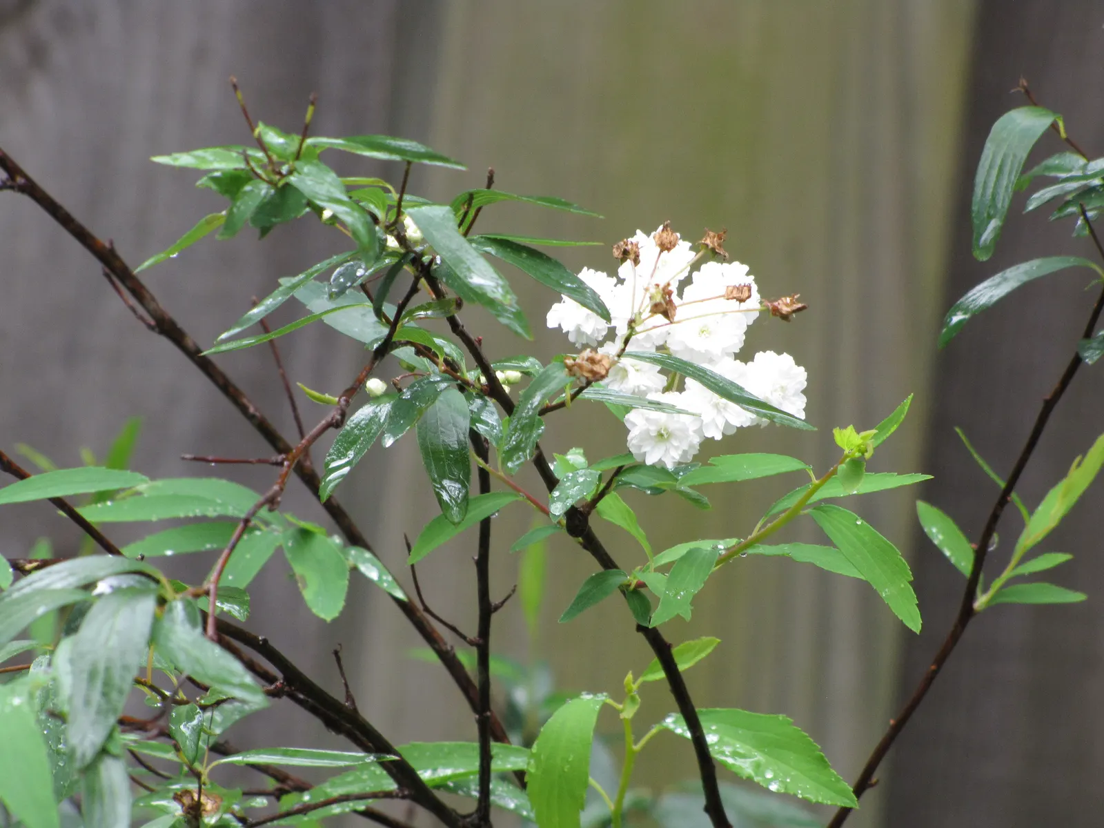 Bridal Wreath (Spiraea X Vanhouttei) — the Spiraea x vanhouttei should be planted in full sun to partial shade in well-drained soil