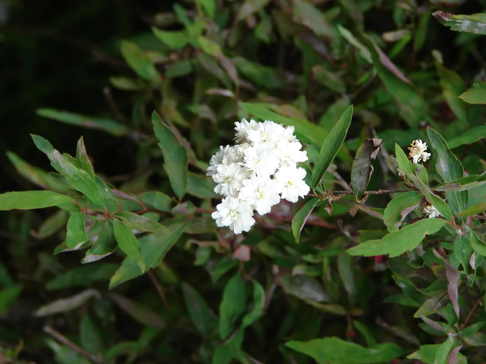 Bridal Wreath (Spiraea X Vanhouttei) — Preferring full sun to partial shade, it flourishes in zones 3-8; with a subtle autumn display of yellow to reddish hues