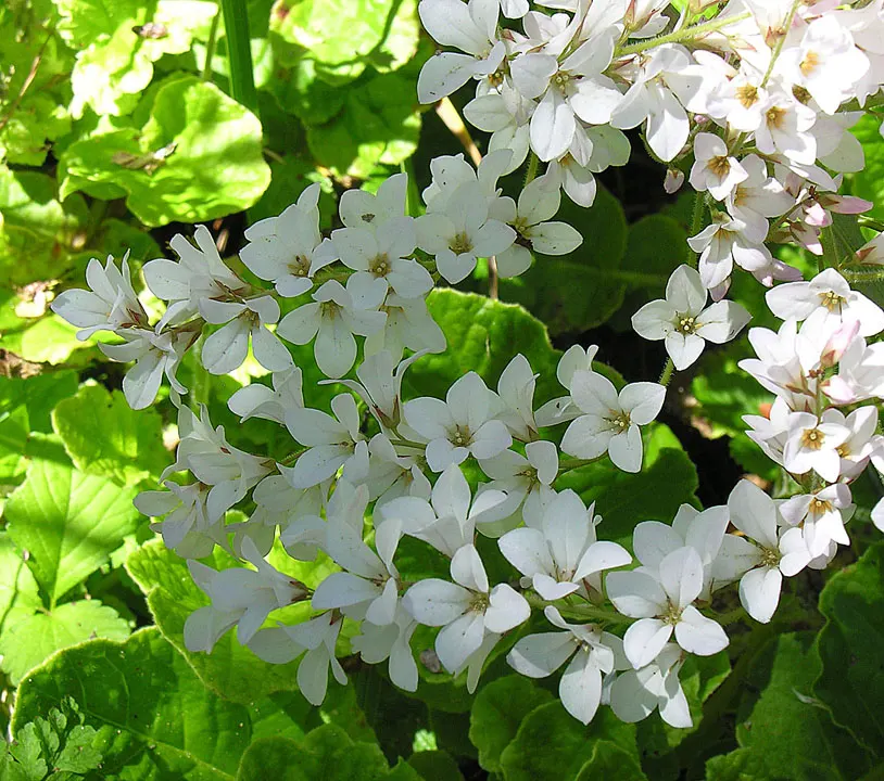 Bridal Wreath (Spiraea X Vanhouttei) — double white flowers that resemble tiny wreaths - hence its common name; gardeners will appreciate Bridal Wreath Spirea