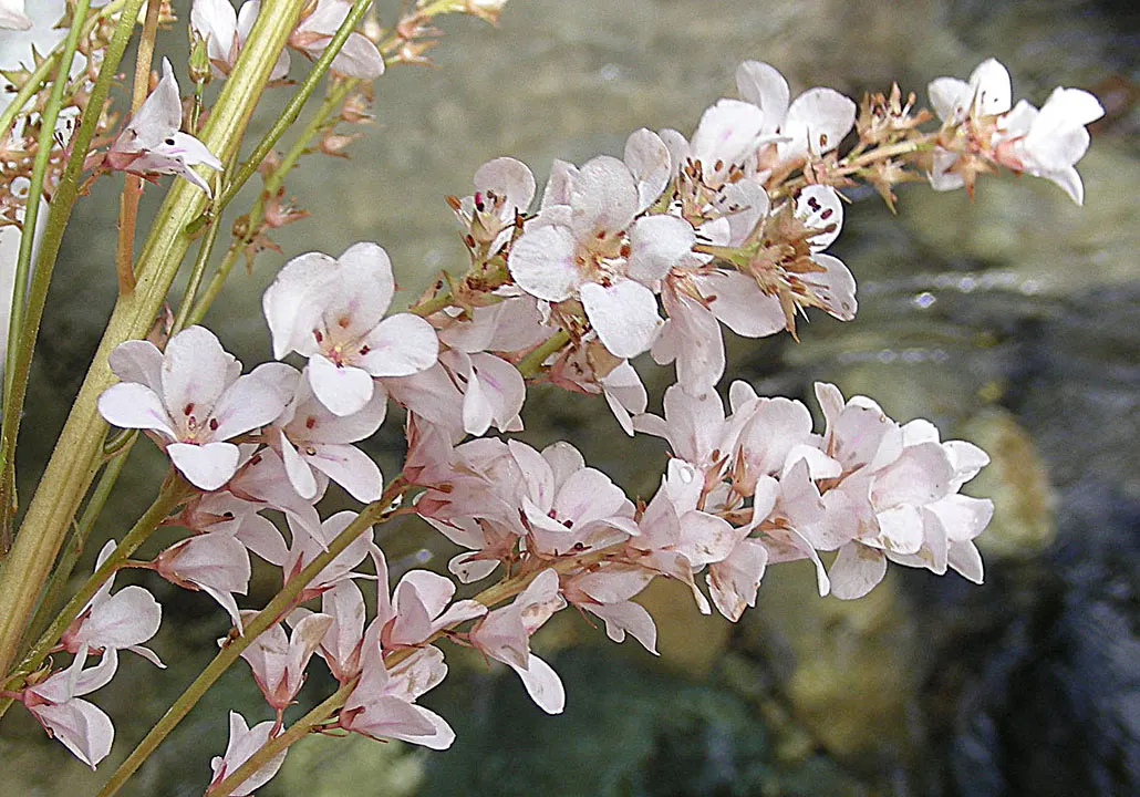 Bridal Wreath (Spiraea X Vanhouttei) — These blossoms burst forth in profusion along the length of the arching branches; peak bloom occurs in late spring to