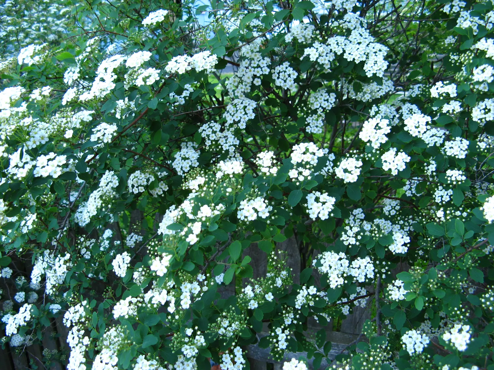 Bridal Wreath (Spiraea X Vanhouttei) — Leaves are sharply serrated; gardeners will appreciate Bridal Wreath Spirea for its easy care and captivating presence
