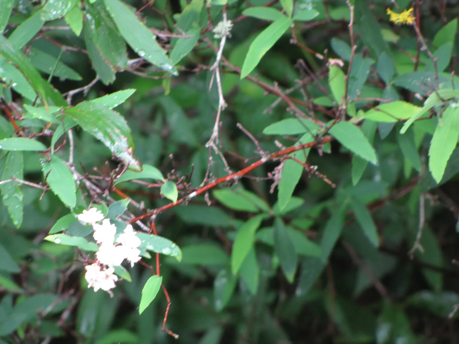 Bridal Wreath (Spiraea X Vanhouttei) — and requires minimal maintenance