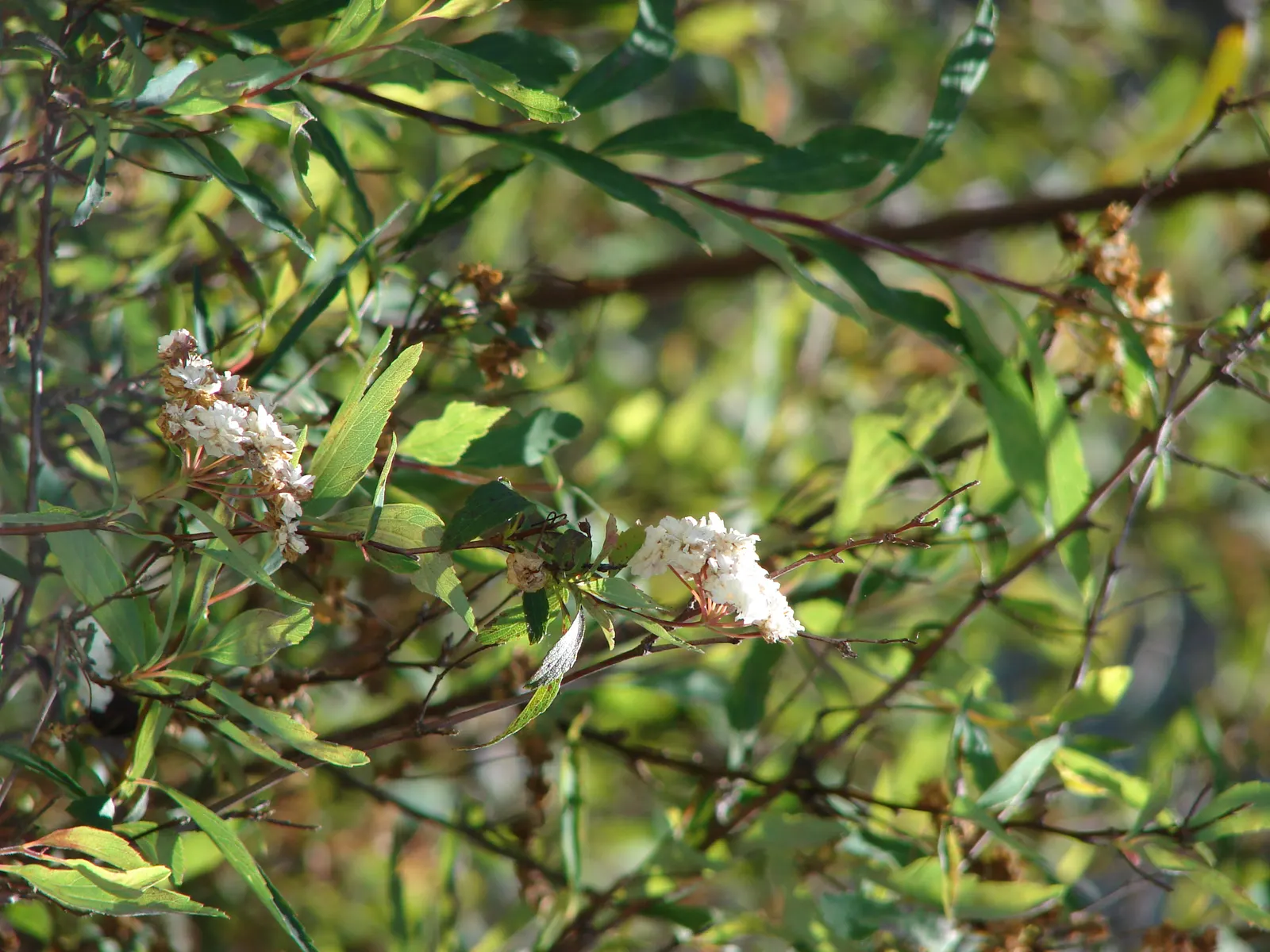Bridal Wreath (Spiraea X Vanhouttei) — Its low maintenance and drought tolerance make it an exemplary choice for borders or as a stand-alone accent; gardeners