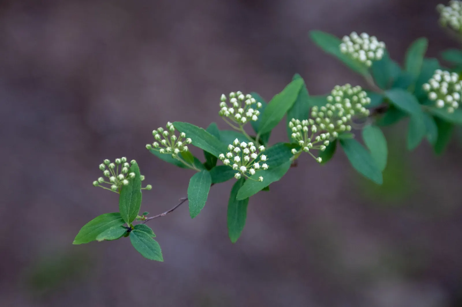 Bridal Wreath (Spiraea X Vanhouttei) — With a rapid growth rate, it can serve as a vibrant privacy screen or windbreak when planted in rows; with a subtle