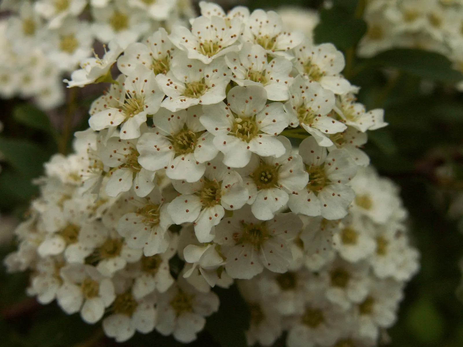 Bridal Wreath (Spiraea X Vanhouttei) — usually in late April to May; gardeners will appreciate Bridal Wreath Spirea for its easy care and, image 51
