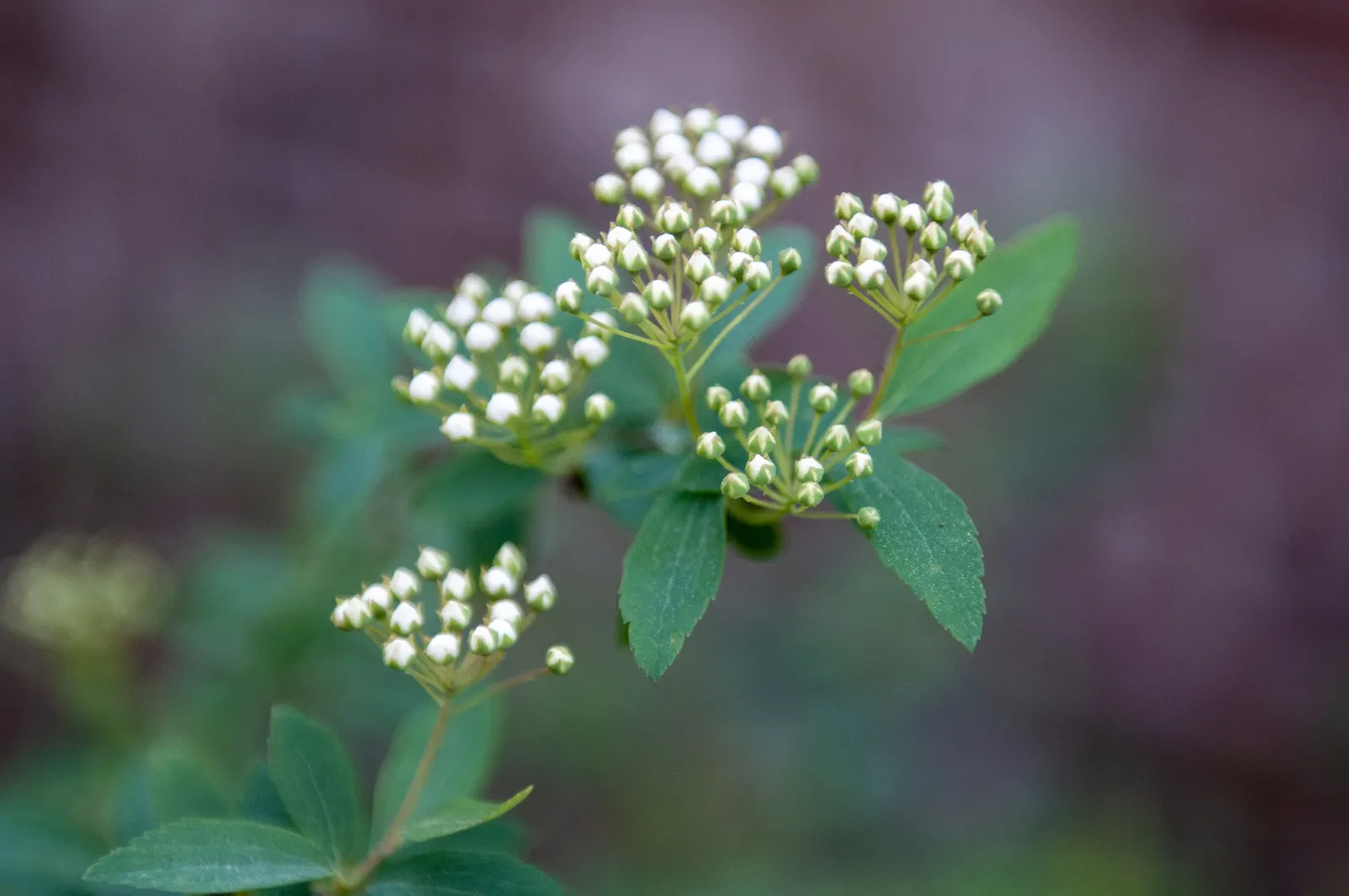 Bridal Wreath (Spiraea X Vanhouttei) — it is drought tolerant once established and can thrive in USDA zones 3 to 8; peak bloom occurs in late spring to early