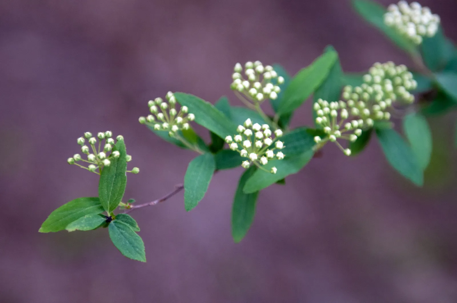Bridal Wreath (Spiraea X Vanhouttei) — the Spiraea x vanhouttei should be planted in full sun to partial shade in well-drained soil; with a subtle autumn