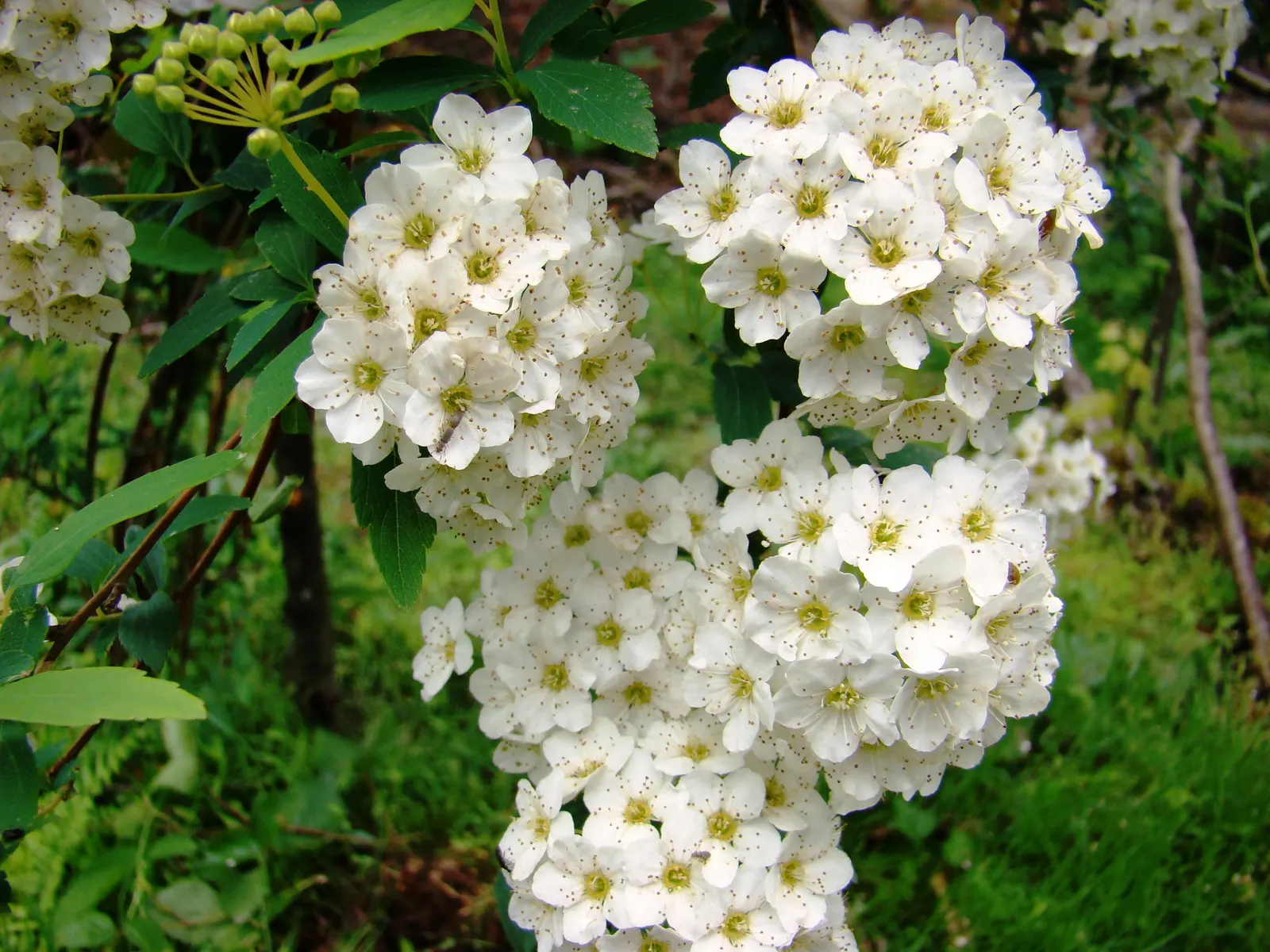Bridal Wreath (Spiraea X Vanhouttei) — with a subtle autumn display of yellow to reddish hues, image 53