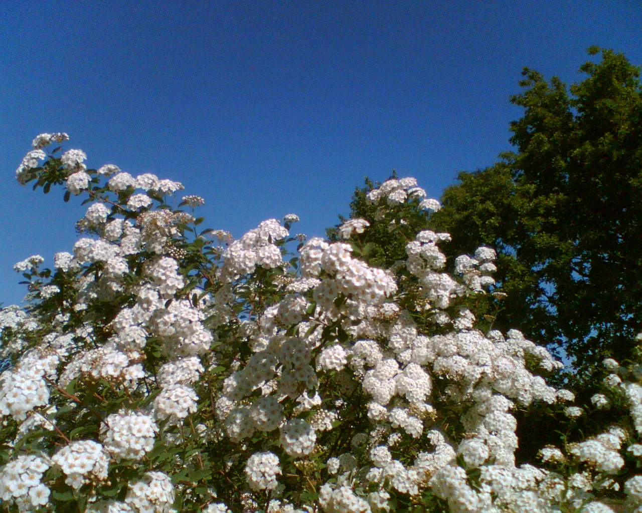 Bridal Wreath (Spiraea X Vanhouttei) — emerging as blue-green and maturing to a lighter green in summer; peak bloom occurs in late spring to early, image 52