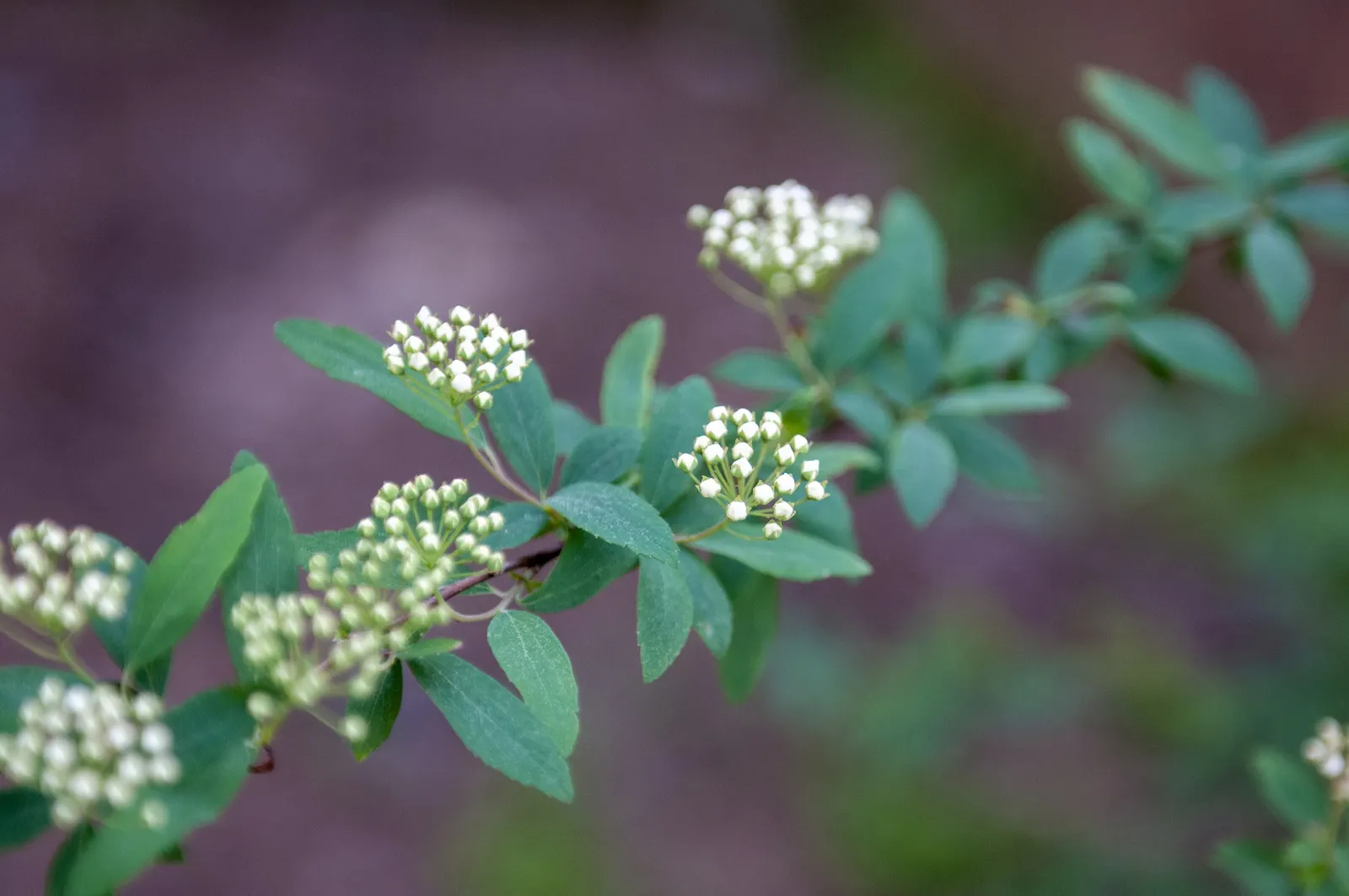 Bridal Wreath (Spiraea X Vanhouttei) — and requires minimal maintenance; gardeners will appreciate Bridal Wreath Spirea for its easy care and captivating